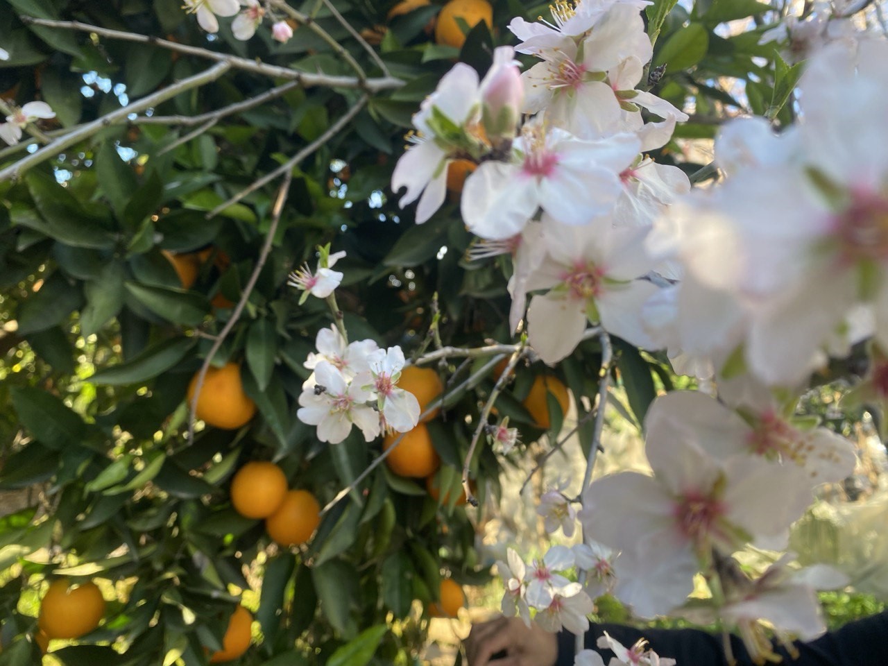 Aksu'da Badem Ağaçları Şubat Ortasında Çiçek Açtı (2)