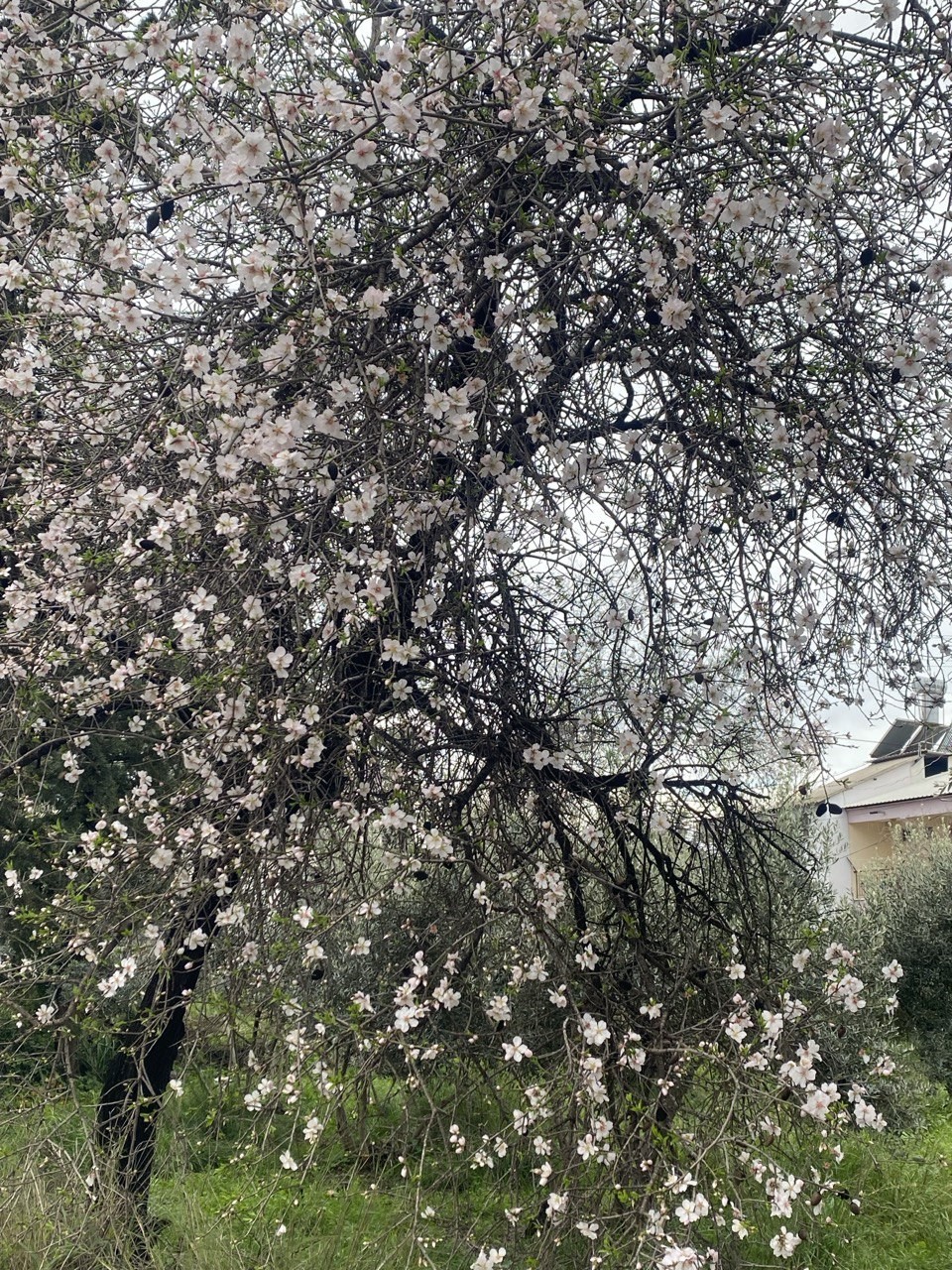 Aksu'da Badem Ağaçları Şubat Ortasında Çiçek Açtı (3)