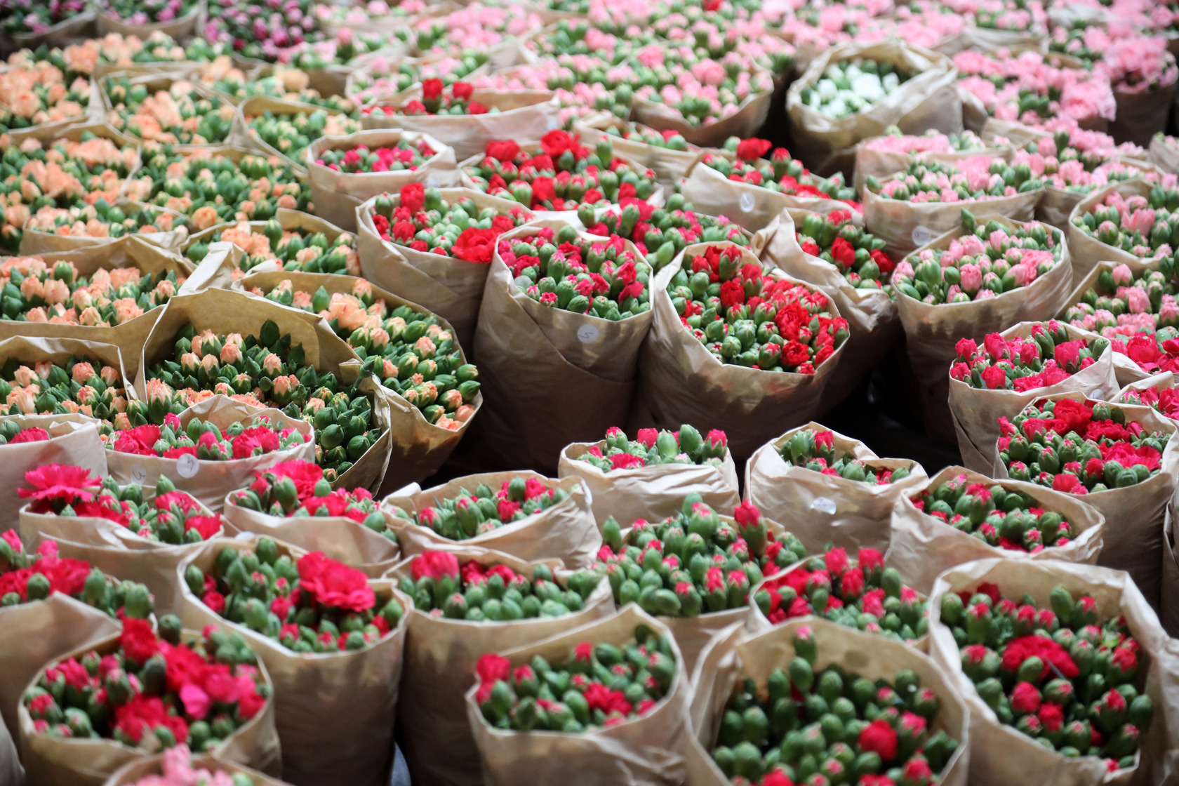 Antalya, Avrupa’daki Sevgililere Çiçek Gönderildi (7)