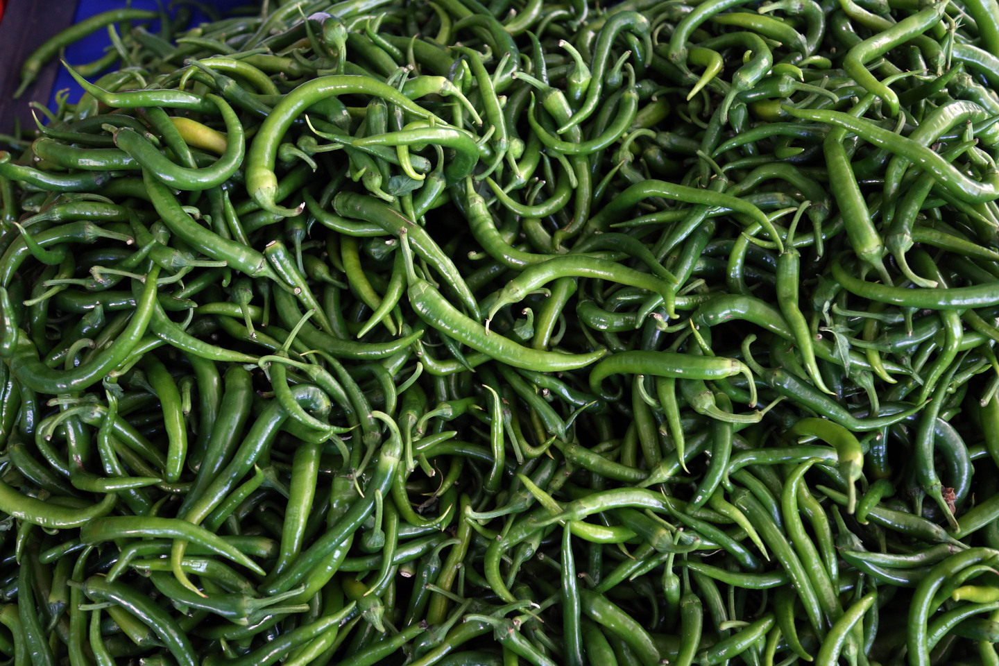 Antalya, Burdur Ve Isparta’nın Şampiyonu Biber Oldu (1)