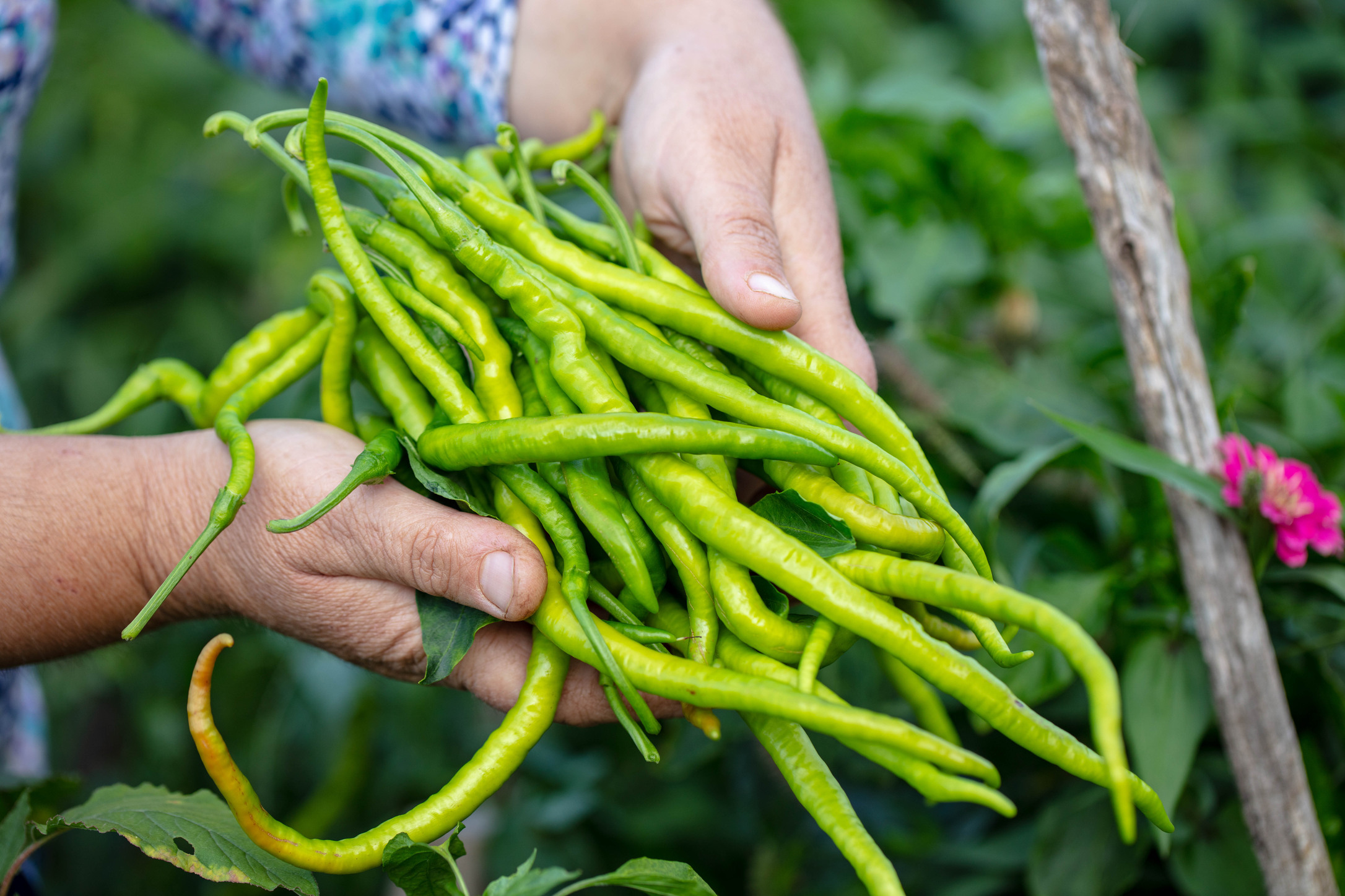 Antalya, Burdur Ve Isparta’nın Şampiyonu Biber Oldu (5)
