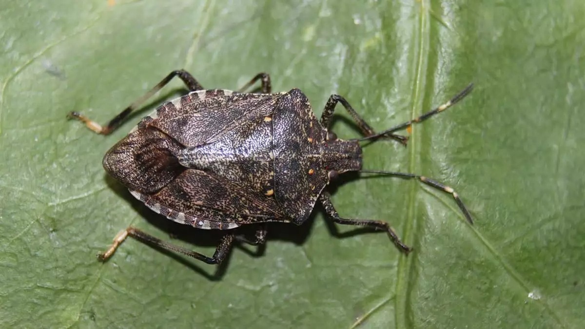 Antalya Firması Acı Reçeteyi Açıkladı! Türkiye Böcek Kullanımında Geç Kaldı (2)