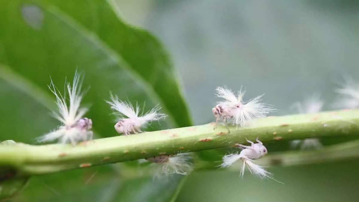 Antalya Firması Acı Reçeteyi Açıkladı! Türkiye Böcek Kullanımında Geç Kaldı (4)