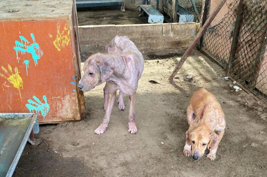 Antalya Veteriner Hekimler Odasi Finike Barinagi Aciklama (2)