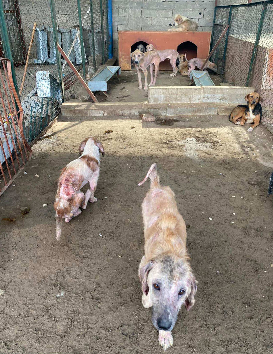 Antalya Veteriner Hekimler Odasi Finike Barinagi Aciklama (3)