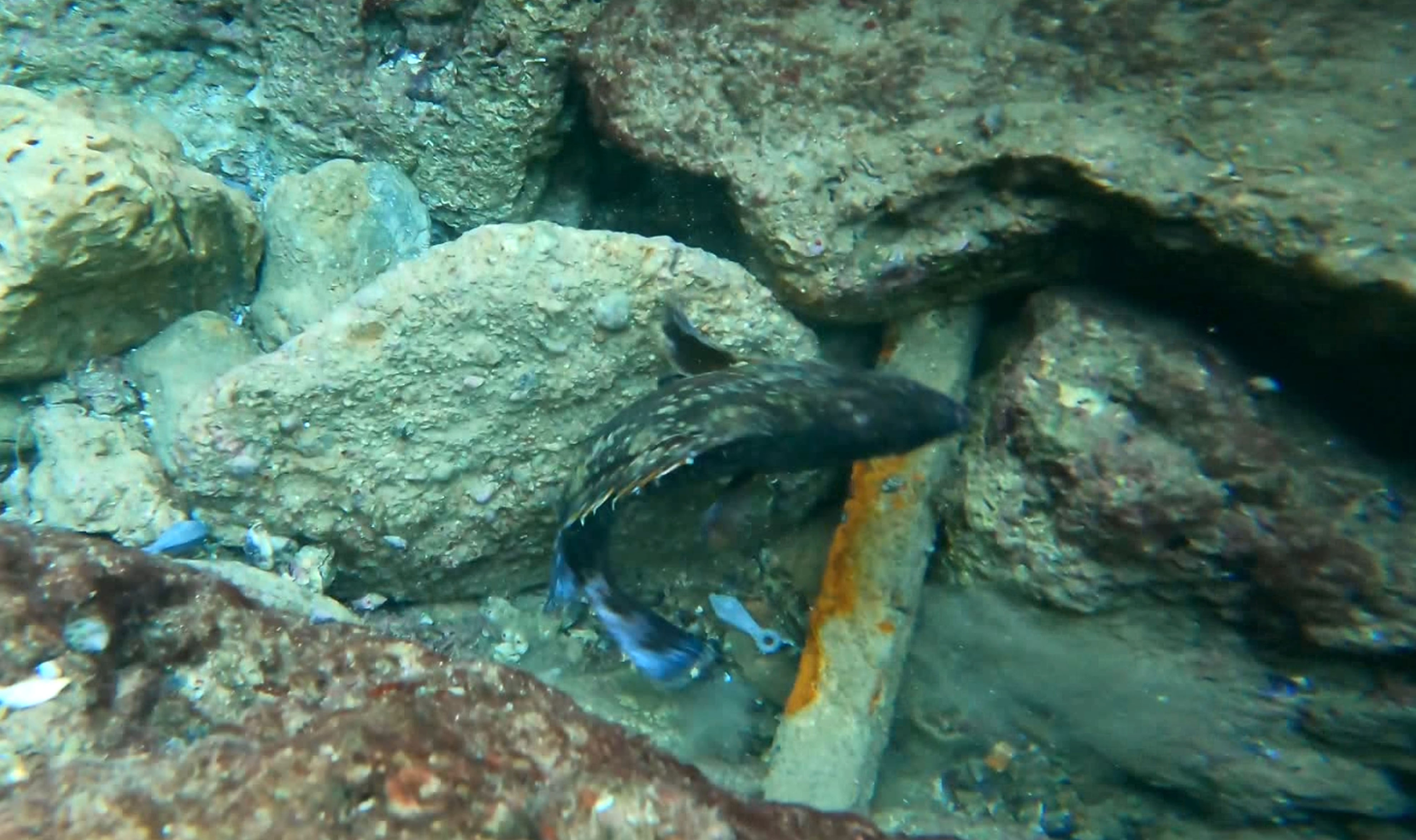 Antalya’da Denizden 'Büyü Malzemesi' Çıkarıyor (3)