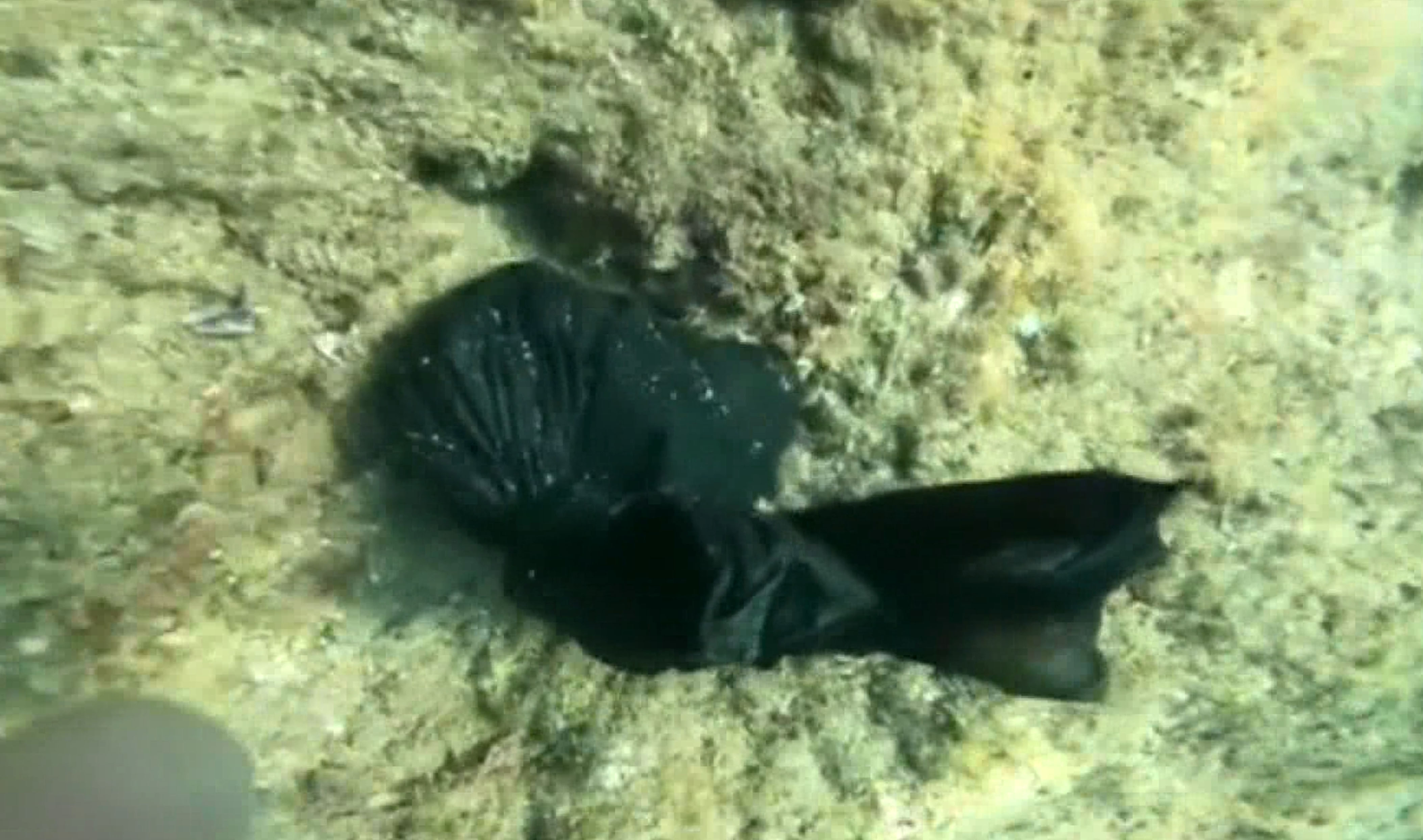 Antalya’da Denizden 'Büyü Malzemesi' Çıkarıyor (8)