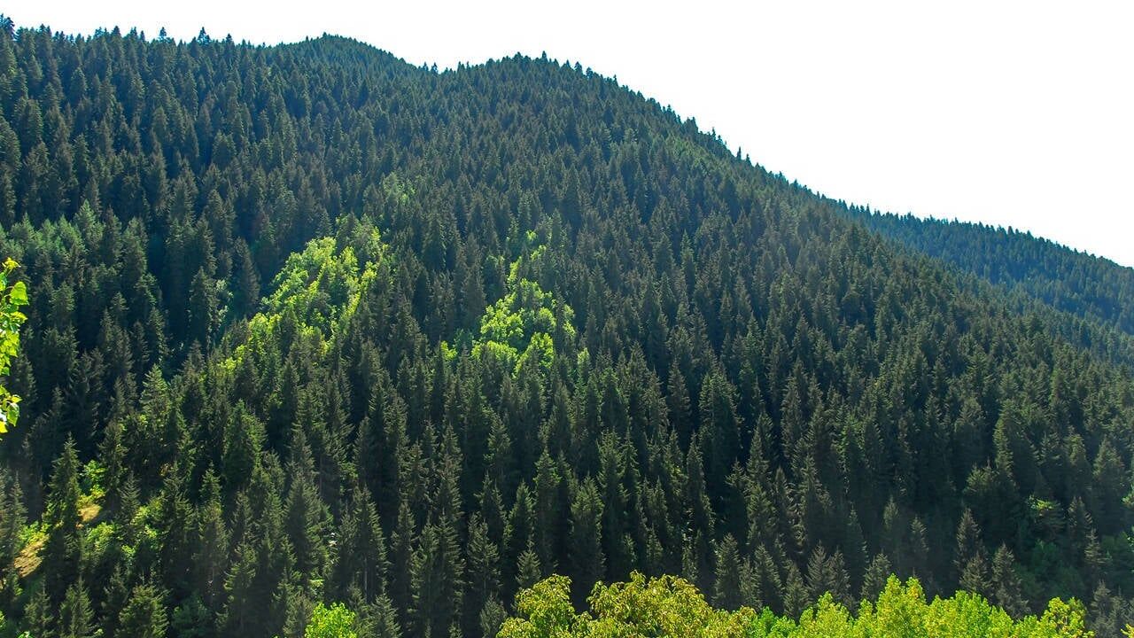 Antalya’da Kayıpları Artıyor 404 Futbol Sahası Büyüklüğündeki Alan Sınır Dışı Edildi (3)