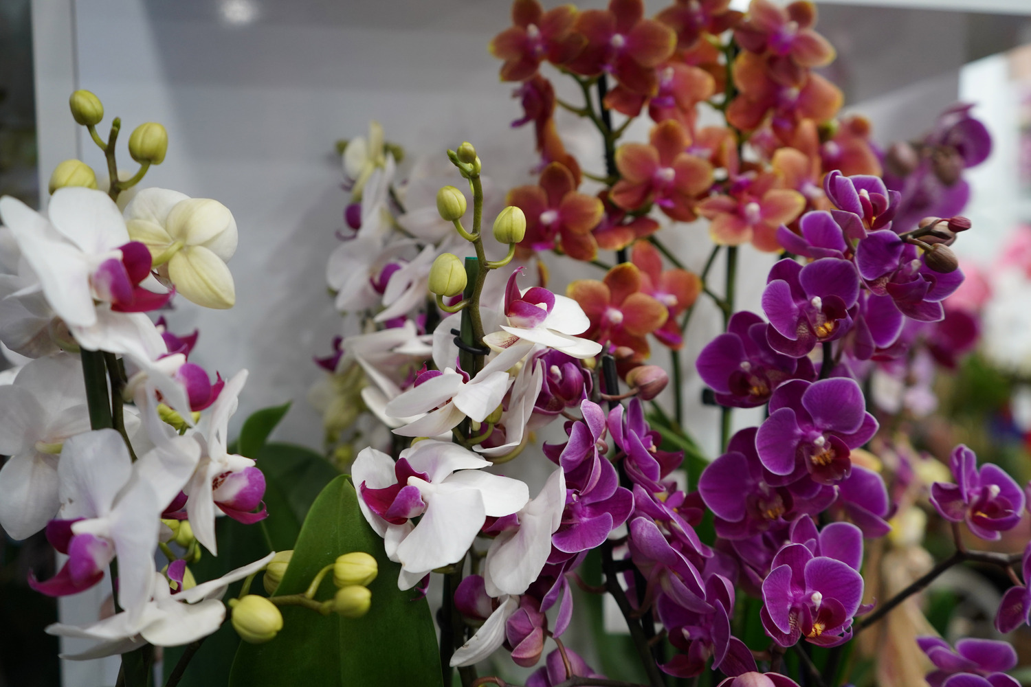 Antalya’da Sevgililer Günü Için Çiçek Fiyatları Belli Oldu (6)