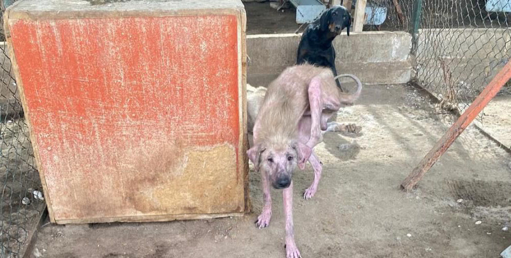 Antalya’daki Barınakta Tepki Çeken Görüntülere Soruşturma (1)