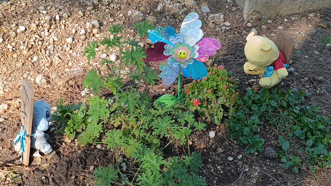 Antalya’daki Mezarlıklarda Duygulandıran Görüntü (4)