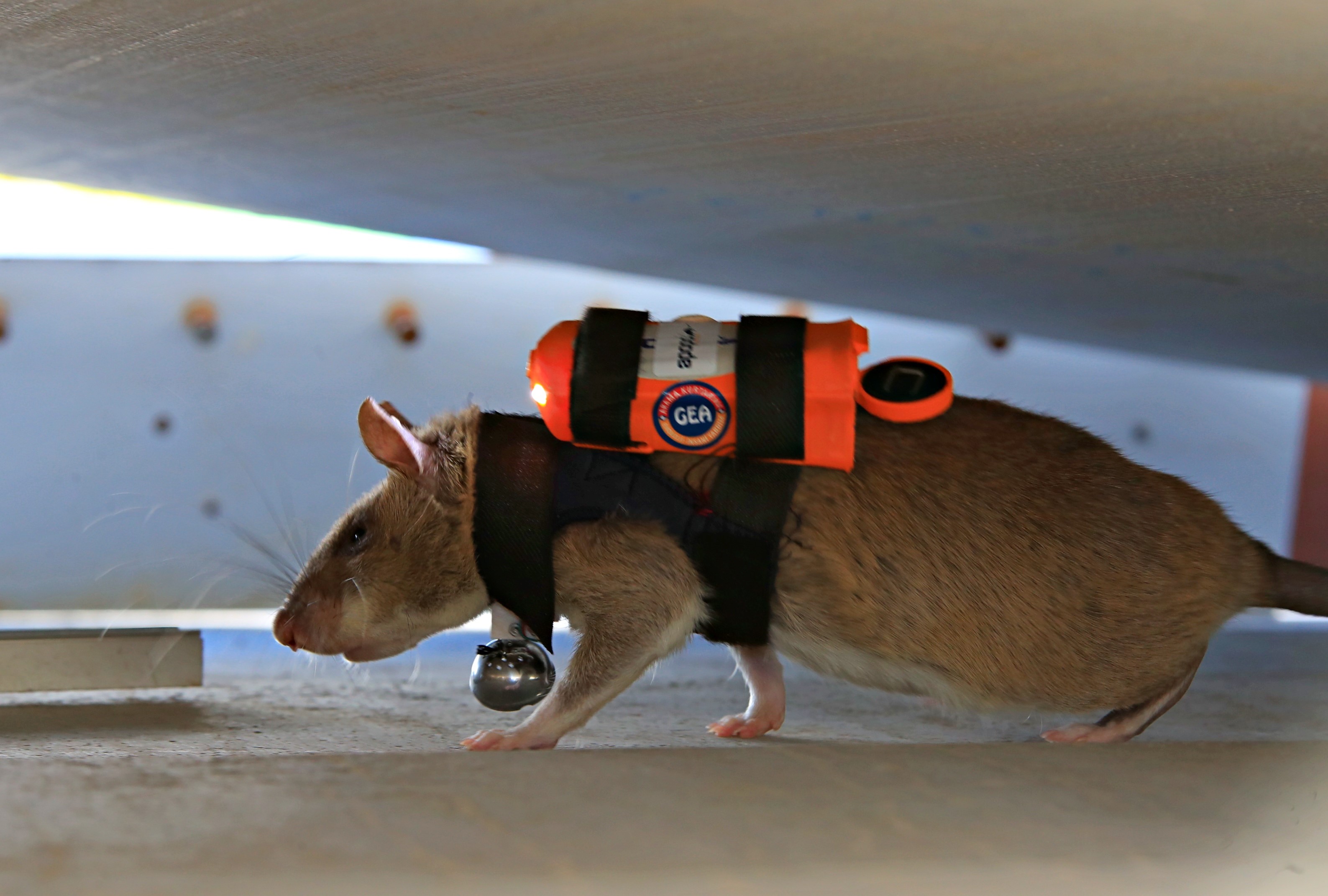 Antalya'daki Projenin Fareleri Enkazda Göz Olacak (1)