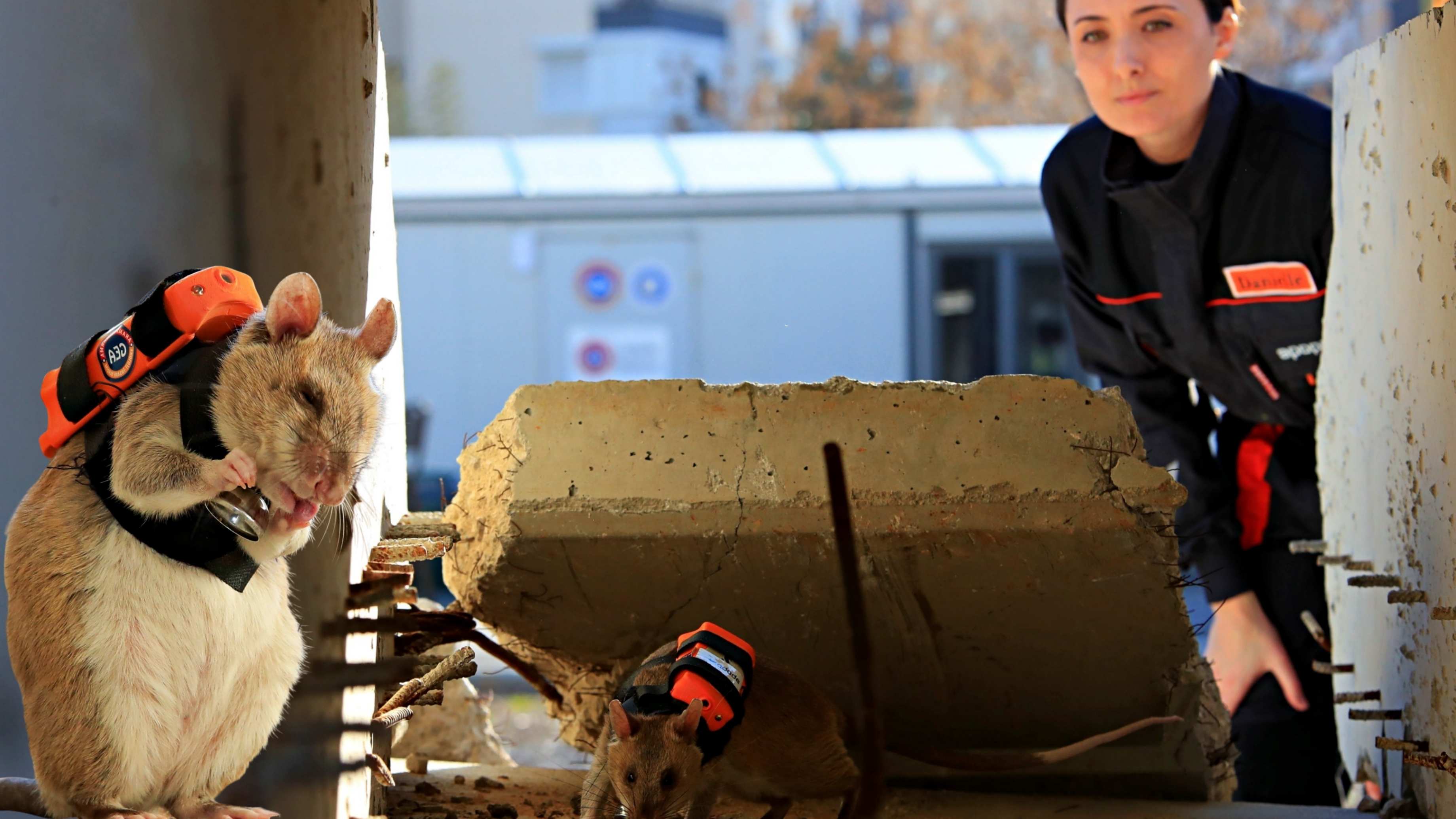 Antalya'daki Projenin Fareleri Enkazda Göz Olacak (2)