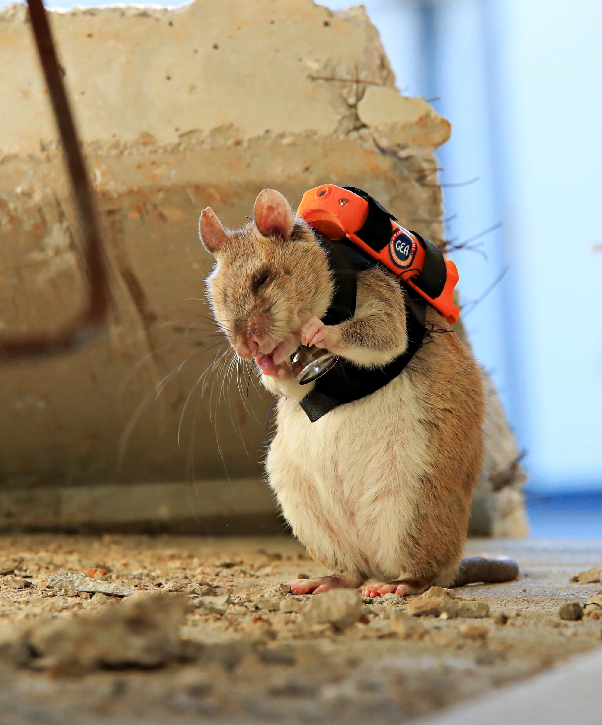 Antalya'daki Projenin Fareleri Enkazda Göz Olacak (5)