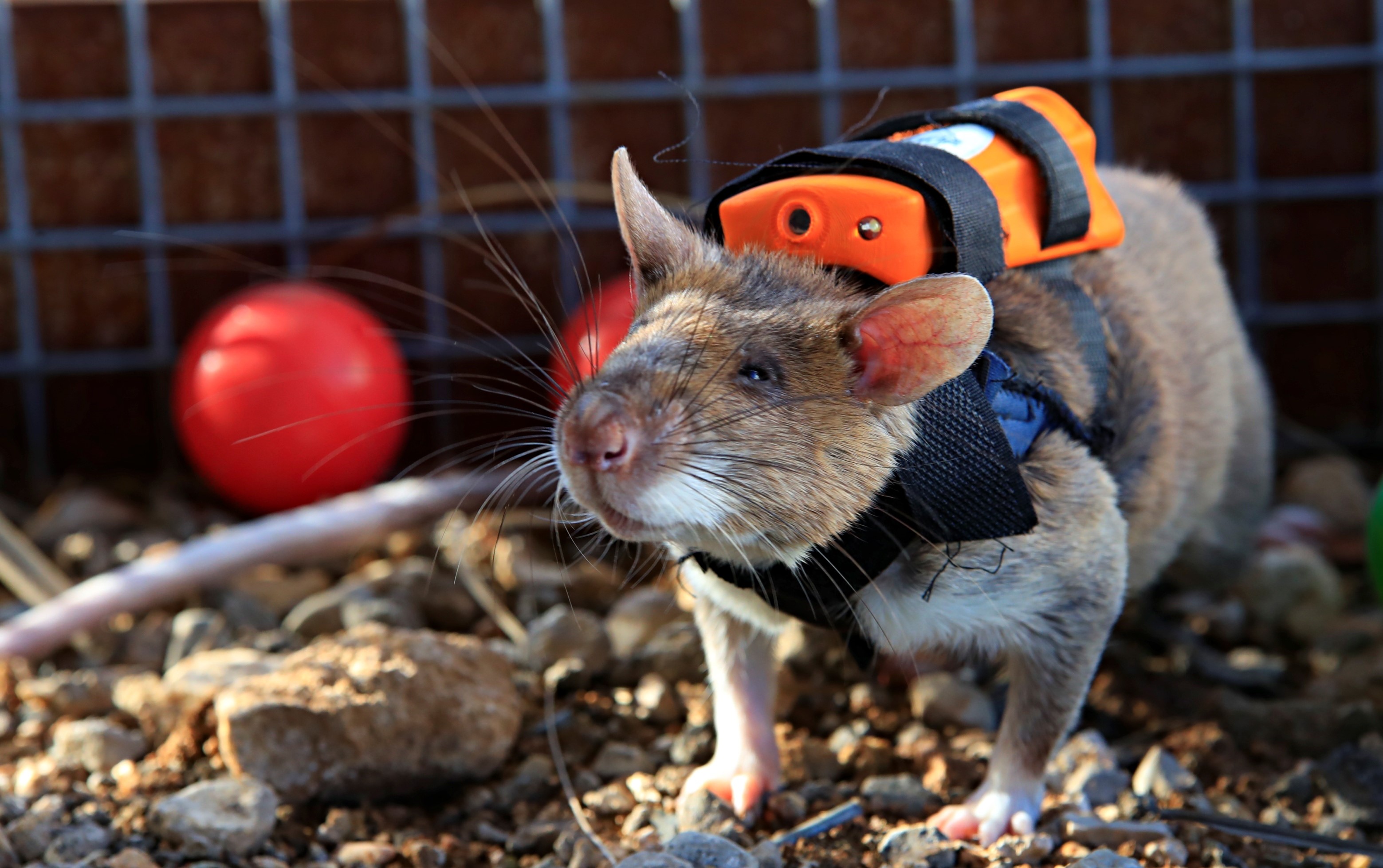 Antalya'daki Projenin Fareleri Enkazda Göz Olacak (7)