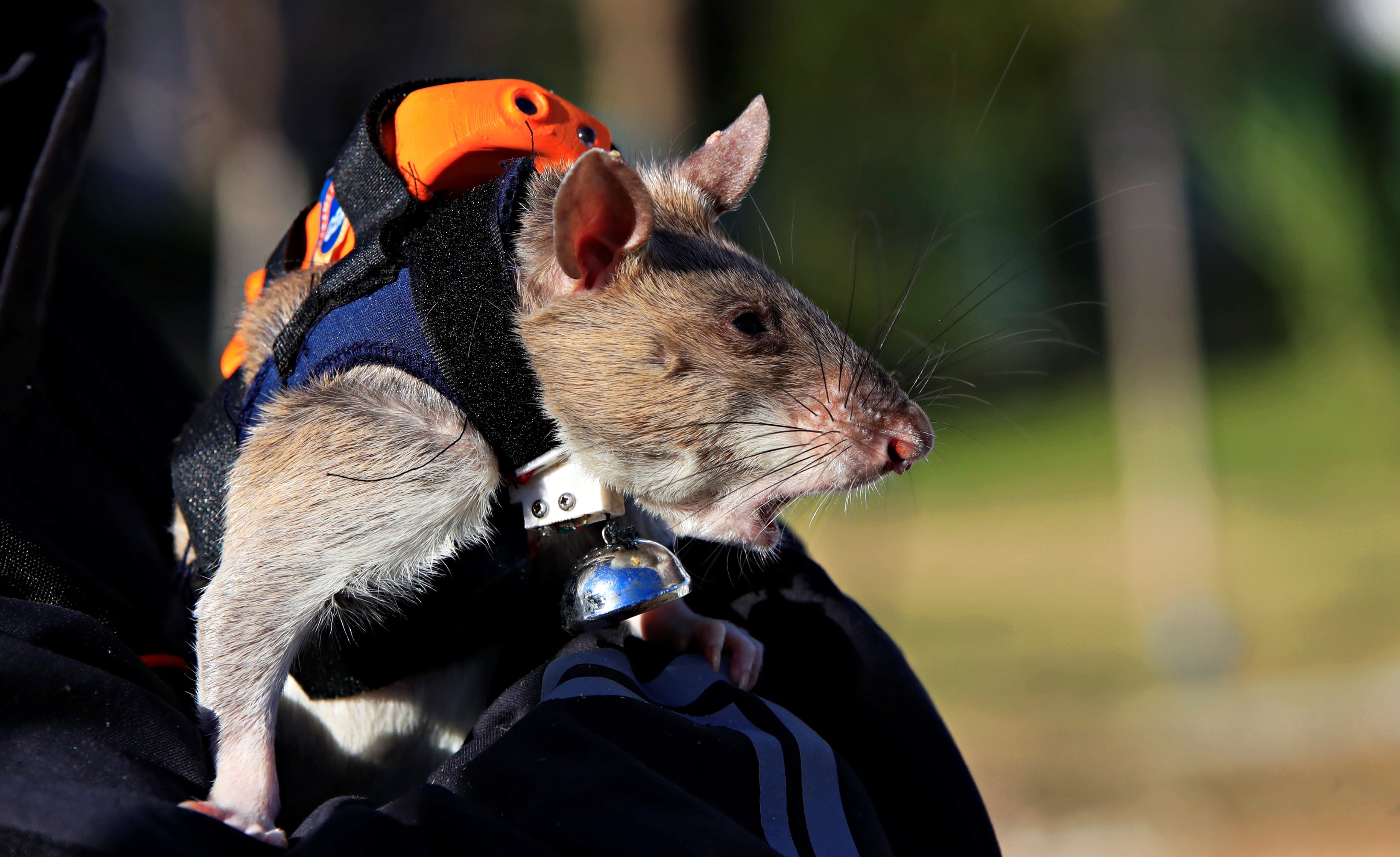 Antalya'daki Projenin Fareleri Enkazda Göz Olacak (9)