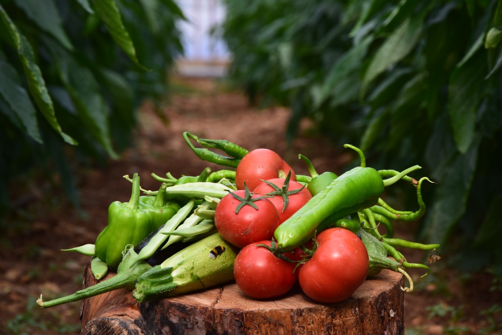 Antalya’daki Sebze Ve Meyve Fiyatlarındaki Artışın Sebebi Ortaya Çıktı (1)