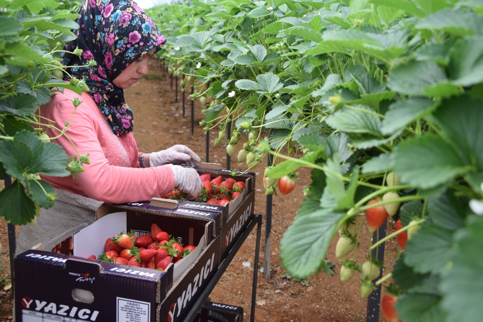 Antalya’daki Sebze Ve Meyve Fiyatlarındaki Artışın Sebebi Ortaya Çıktı (5)