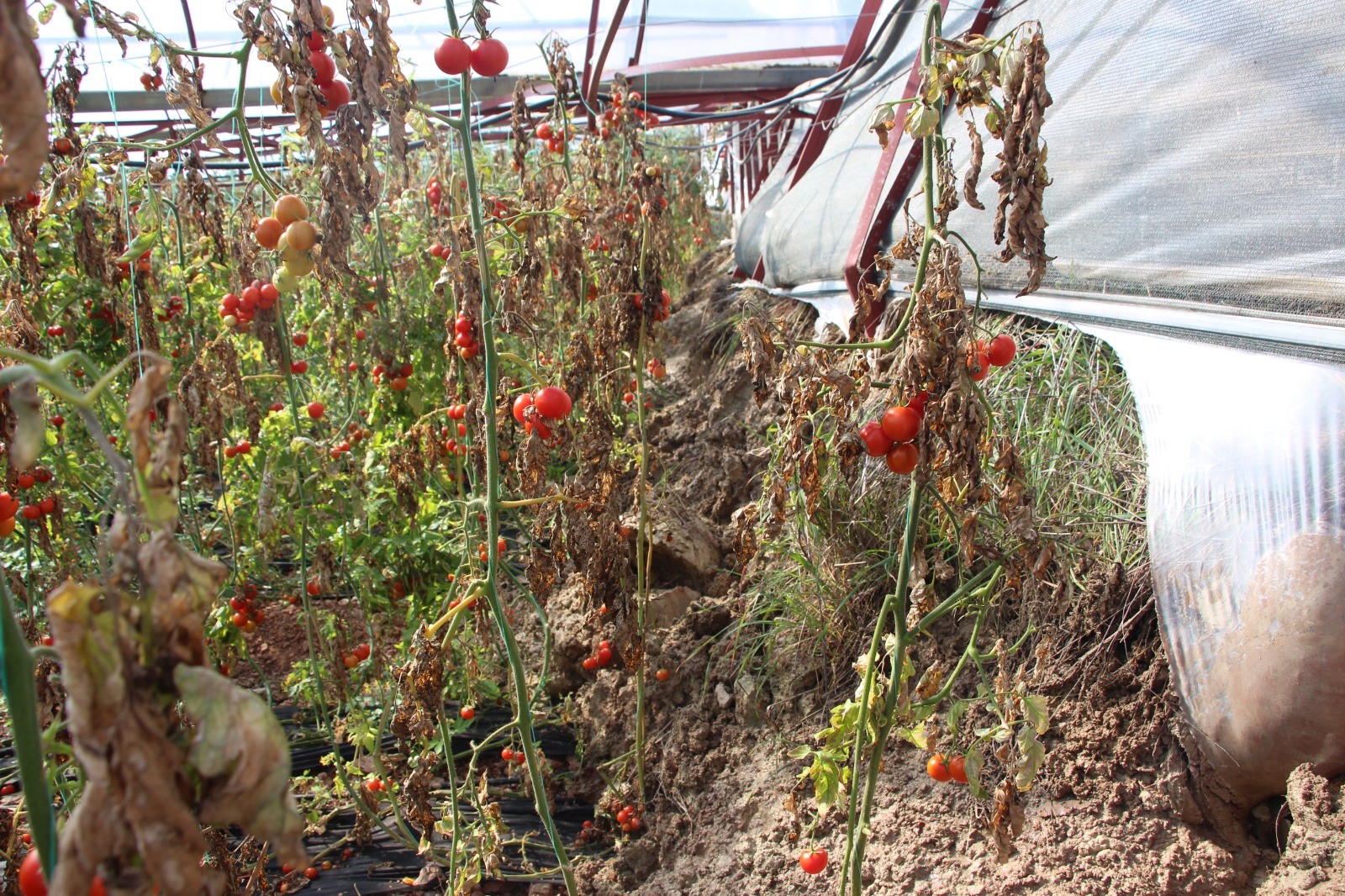 Antalya’daki Seralara Taş Yağdı (4)