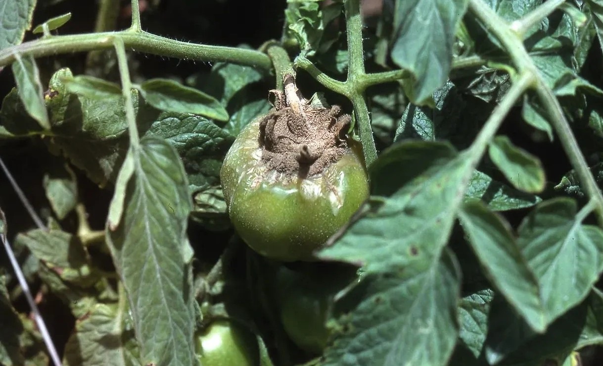 Antalya’dan Sera Sahiplerine Hayat Kurtaran Öneriler (1)