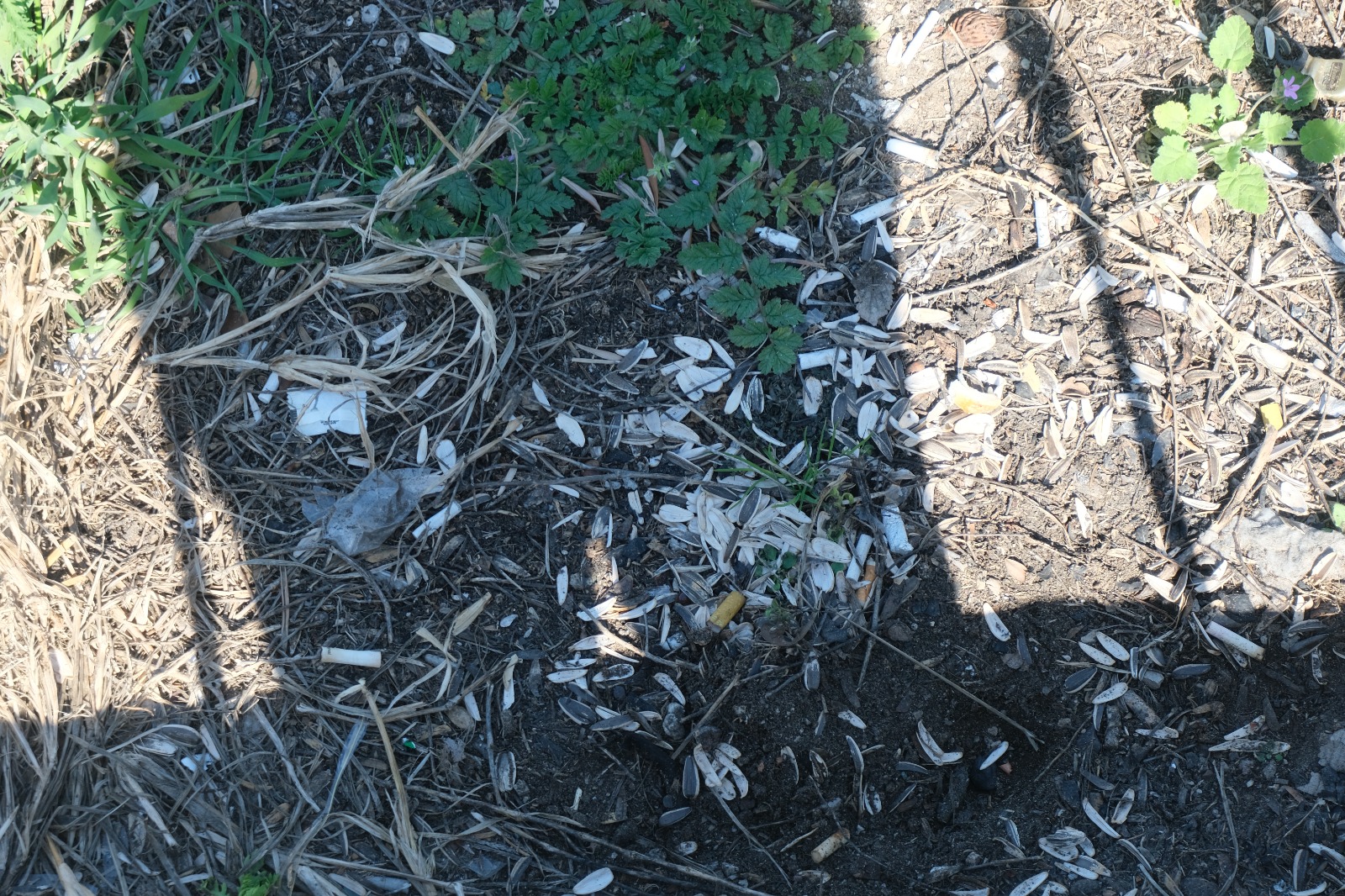 Antalya'nın Incisi Falez Park'ta Vurdumduymazlık Manzaraları (1)