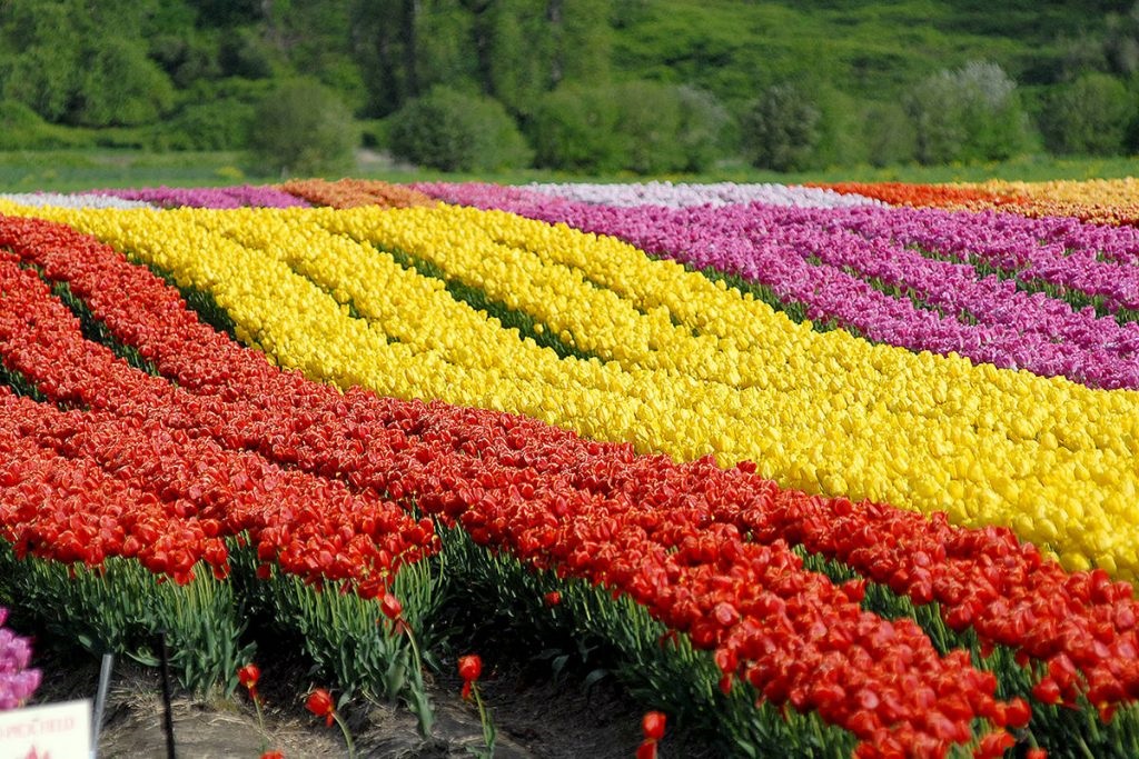 Antalya’nın Romantik Sektörünü Afet Vurdu (2)