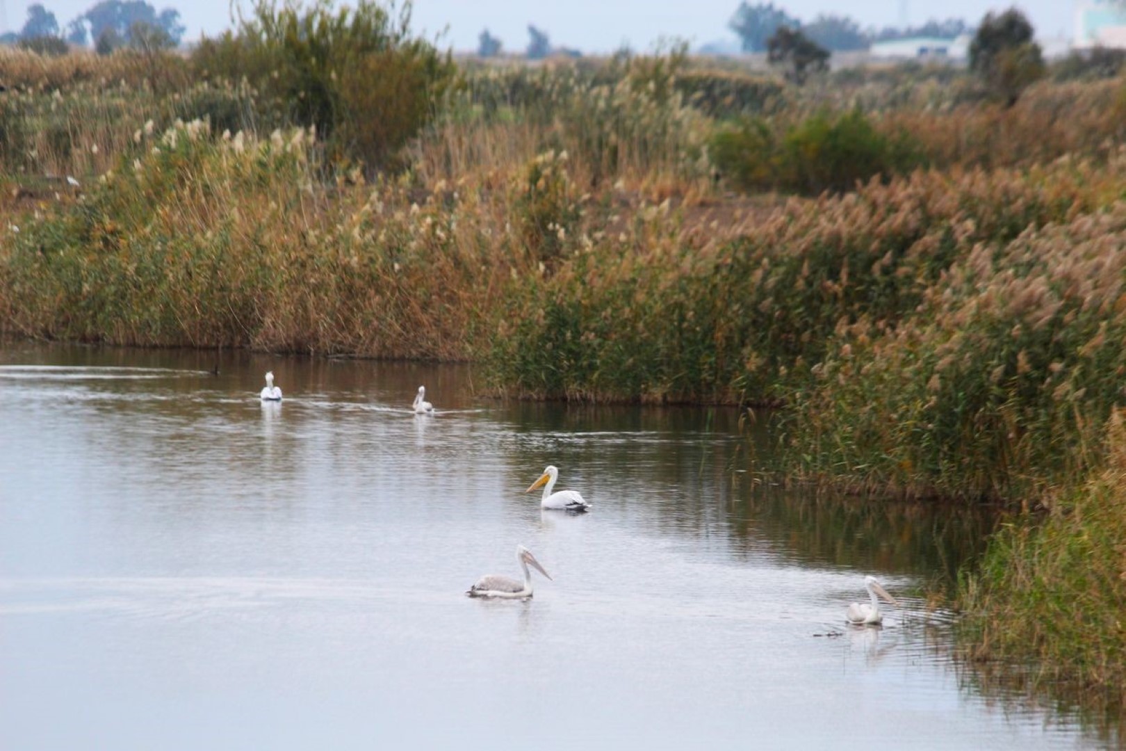 Ekodosd Başkanı Sürücü’den ‘Sahip Çıkın’ Uyarısı (4)