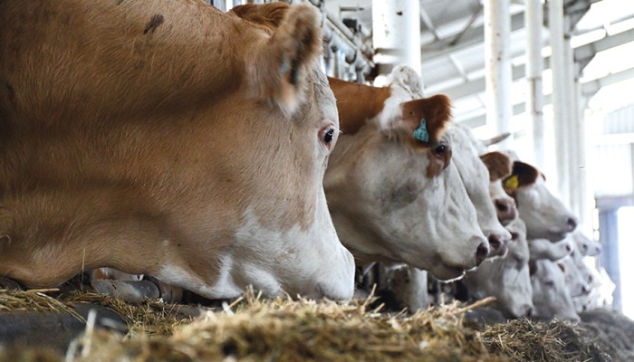 ‘Et Fiyatları Düşecek Mi’ Sorusunun Cevabı Antalya’dan Geldi (3)
