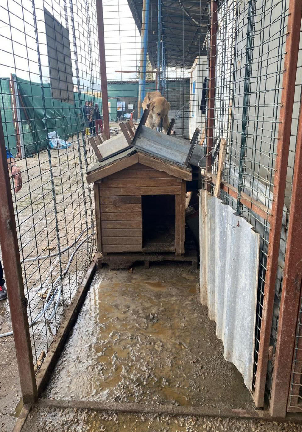 Finike Belediye Başkanı Mustafa Geyikçi’den Barınak Savunması Geldi (1)-1