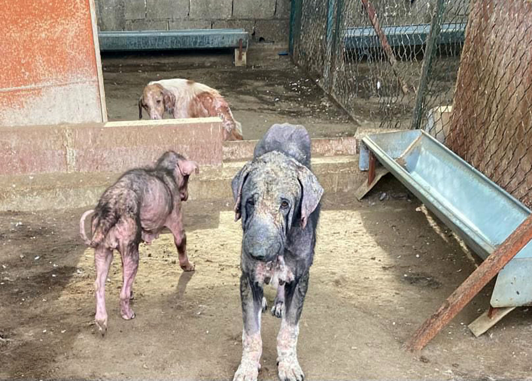 Finike Belediye Başkanı Mustafa Geyikçi’den Barınak Savunması Geldi (2)