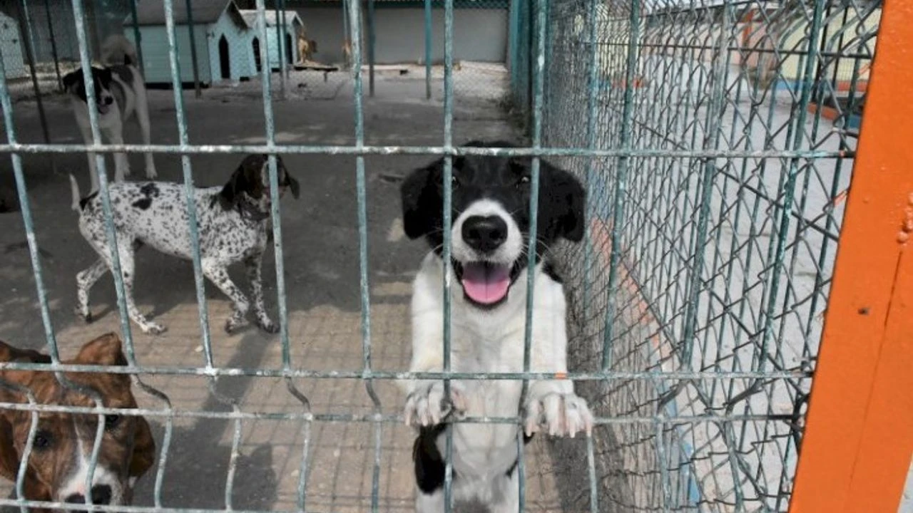 Hakim Kumluca Belediyesi Hayvan Bakimevi Avukata Siddet (2)