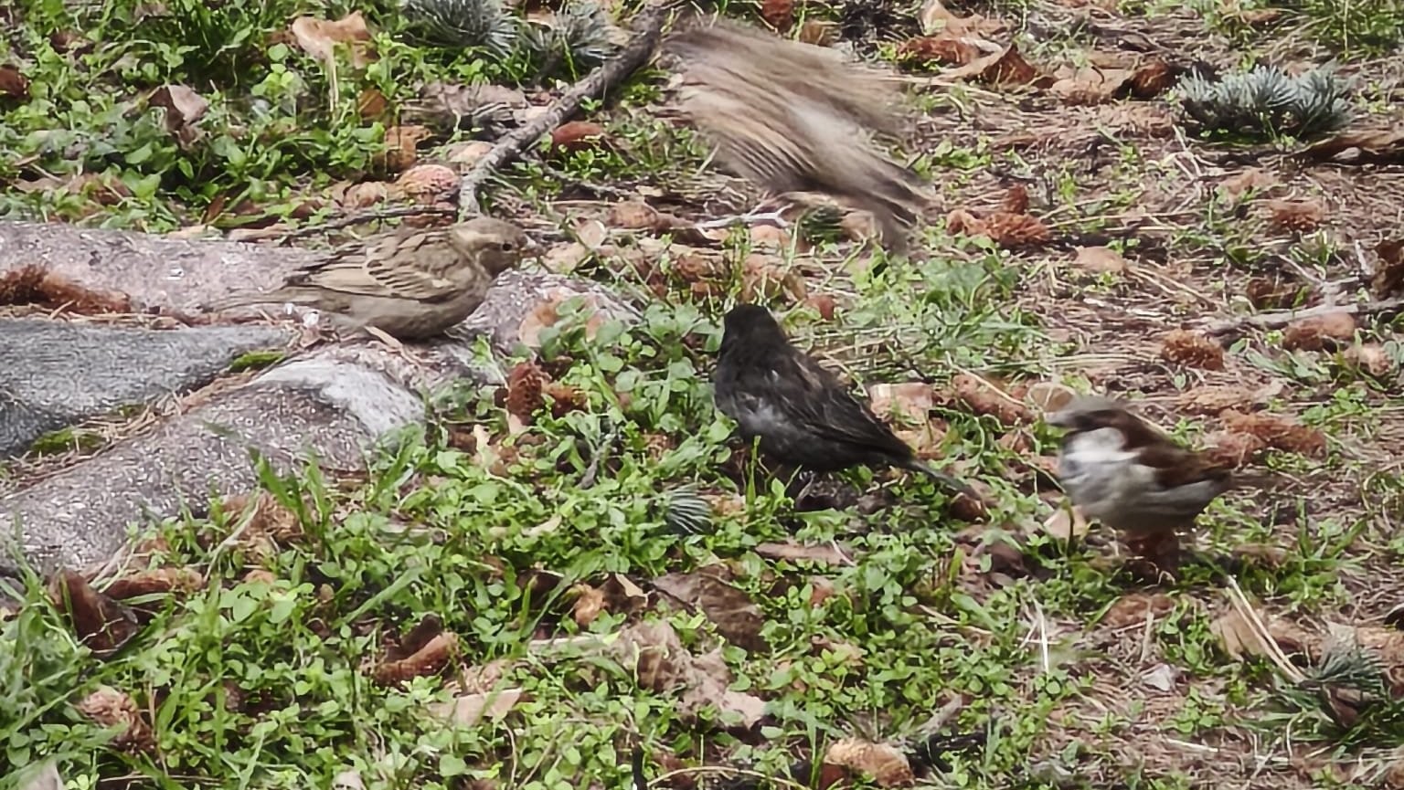 Isparta’da Doğaseverlerden Serçeye Özel Isim (4)