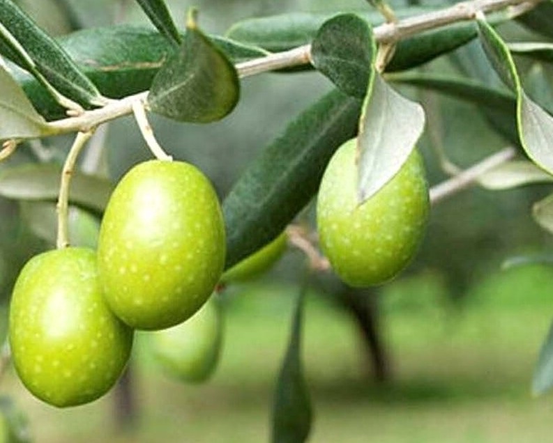 Kemoterapide, Tavşan Yüreği Umudu (1)