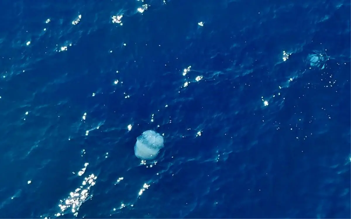 Konyaaltı’nda Sabah Sürprizi Şaşkınlık Yarattı! Denizanaları Antalya’da Karaya Vurdu (2)