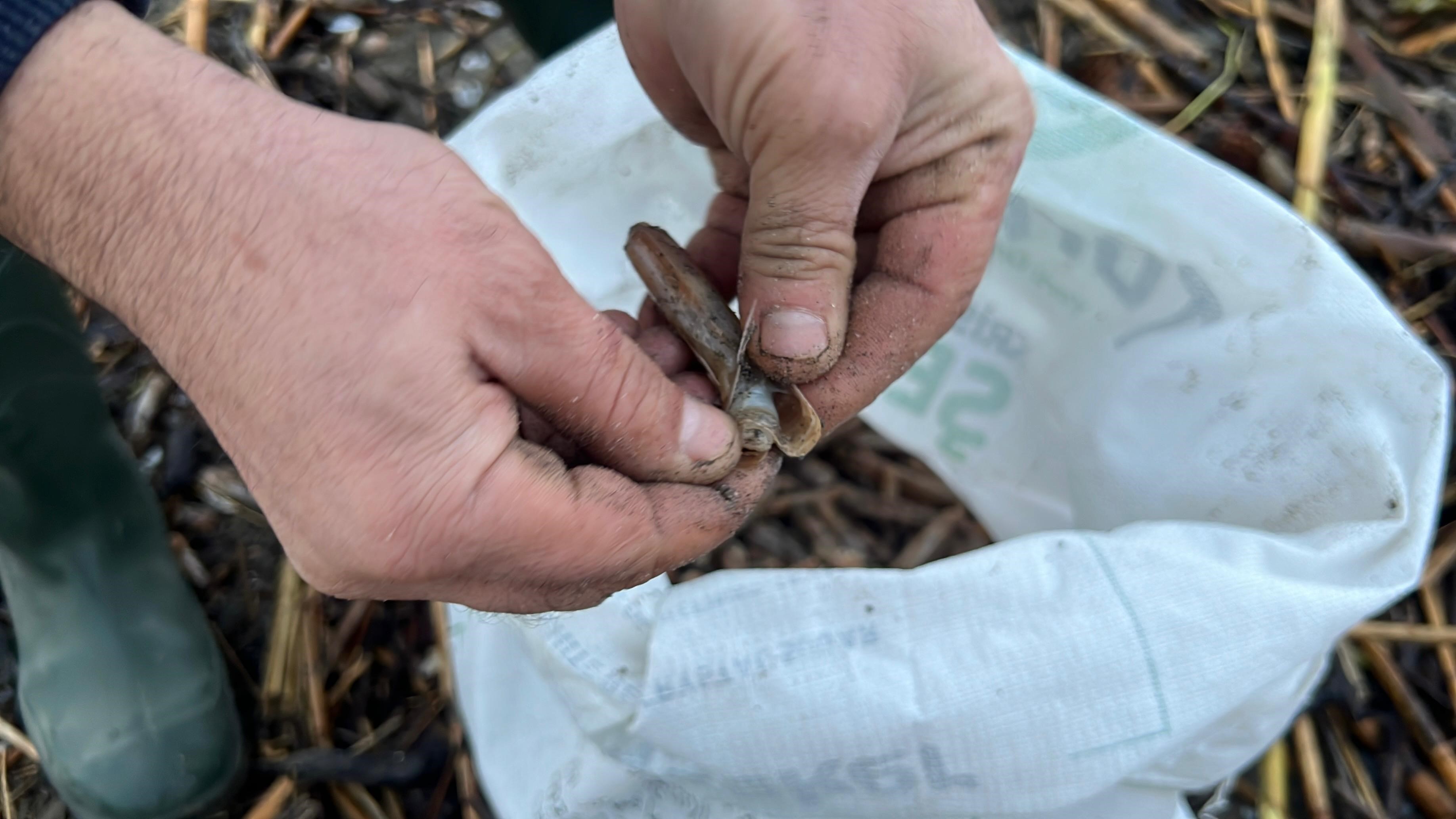 Mersin'de Fırtına Sonrası Binlerce Kargı Midyesi Sahile Vurdu (2)