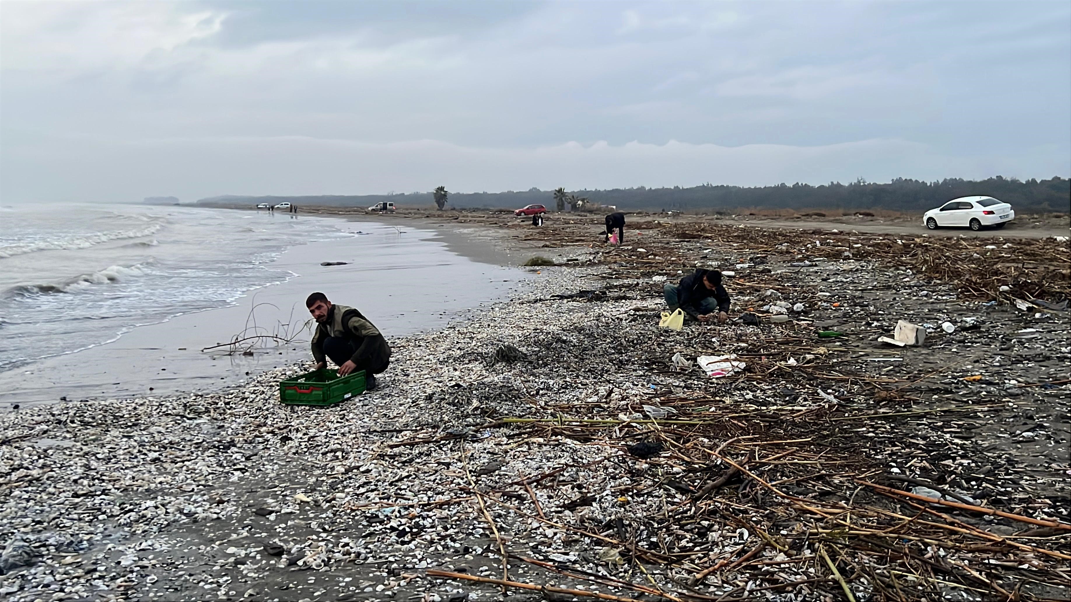 Mersin'de Fırtına Sonrası Binlerce Kargı Midyesi Sahile Vurdu (3)