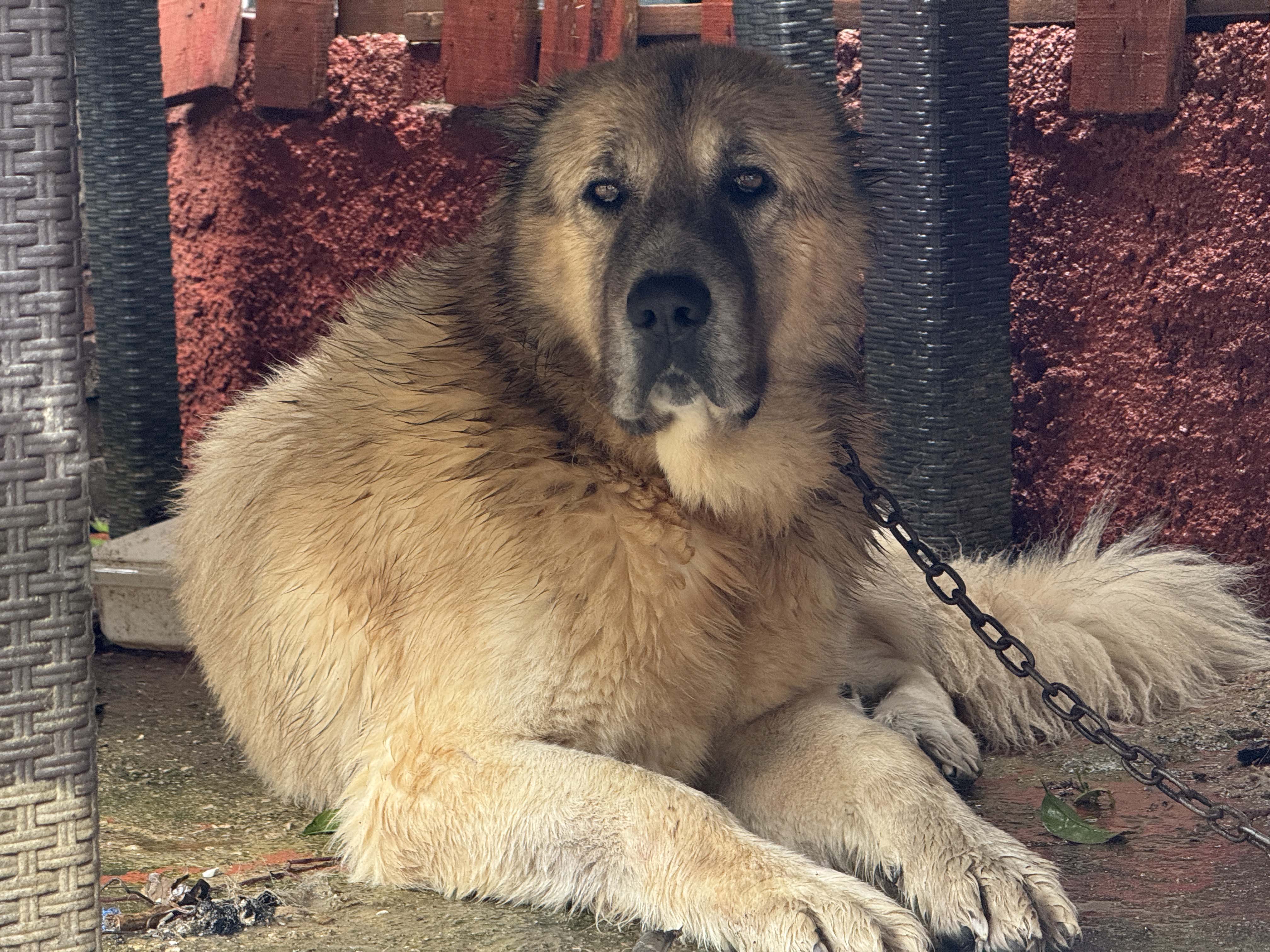 Paşa'yı Canı Pahasına Korudu, Akıntıya Kapılmaktan Son Anda Kurtardı (4)