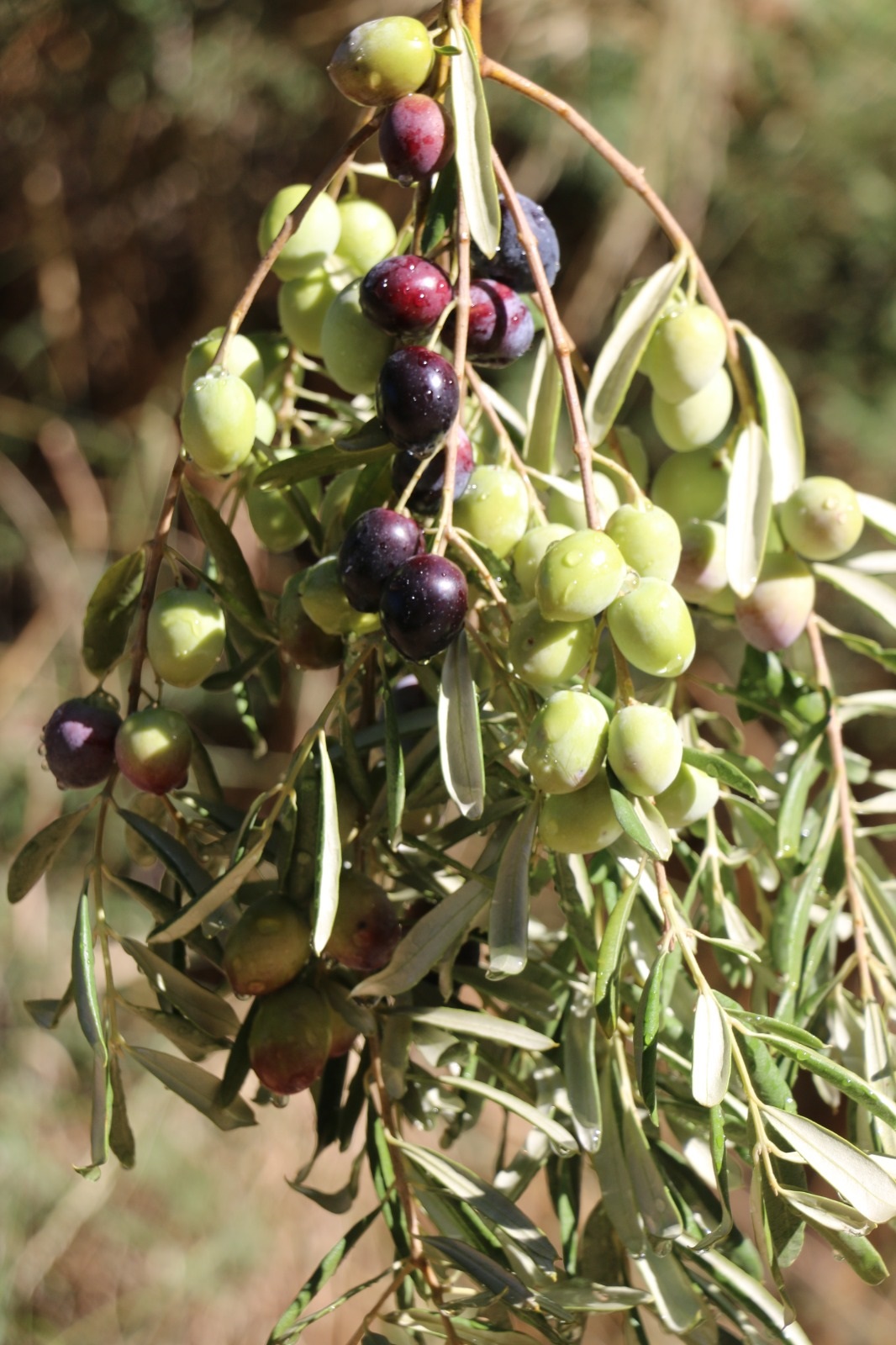 Prof. Özçatalbaş’tan Türkiye Için Markalaşma Uyarısı (2)