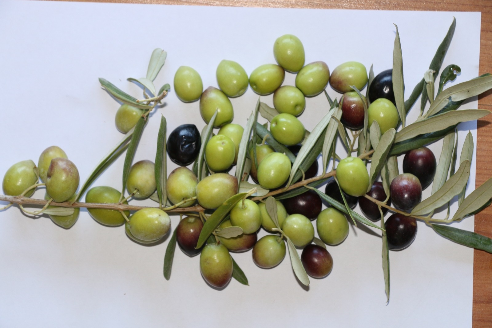 Prof. Özçatalbaş’tan Türkiye Için Markalaşma Uyarısı (3)