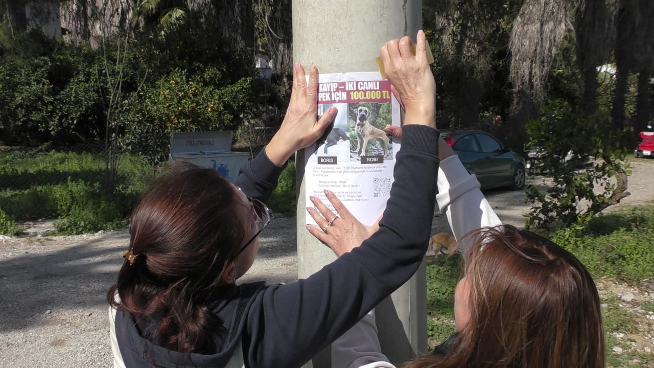 Rus Çift, Kaybolan Köpeklerini Bulana 100 Bin Lira Ödül Verecek (9)