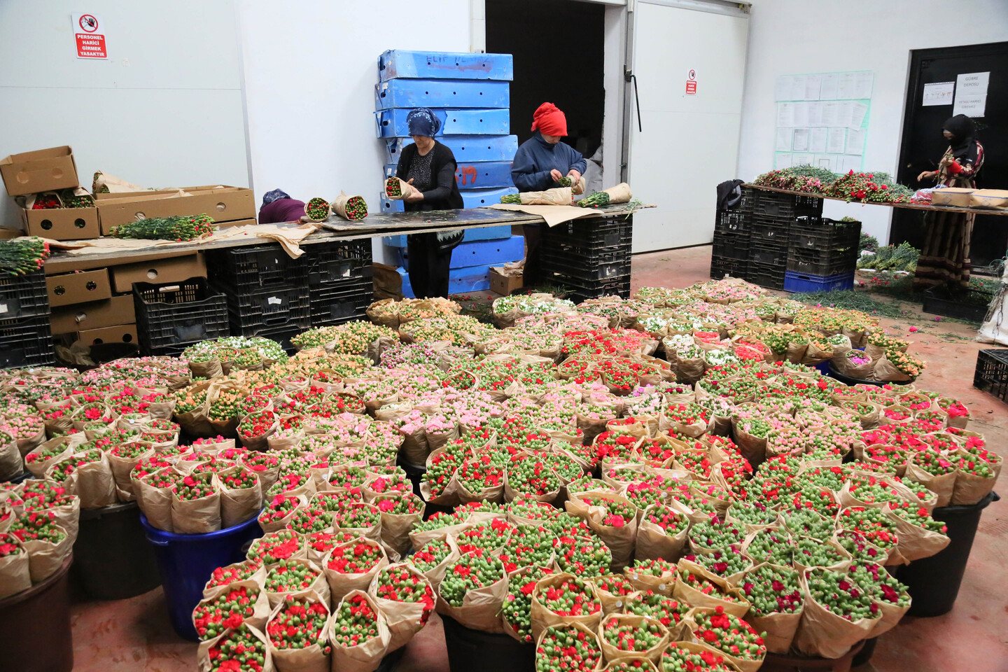 Türk Çiçeğinde 160 Milyon Dolarlık Ihracat Rekoru (2)