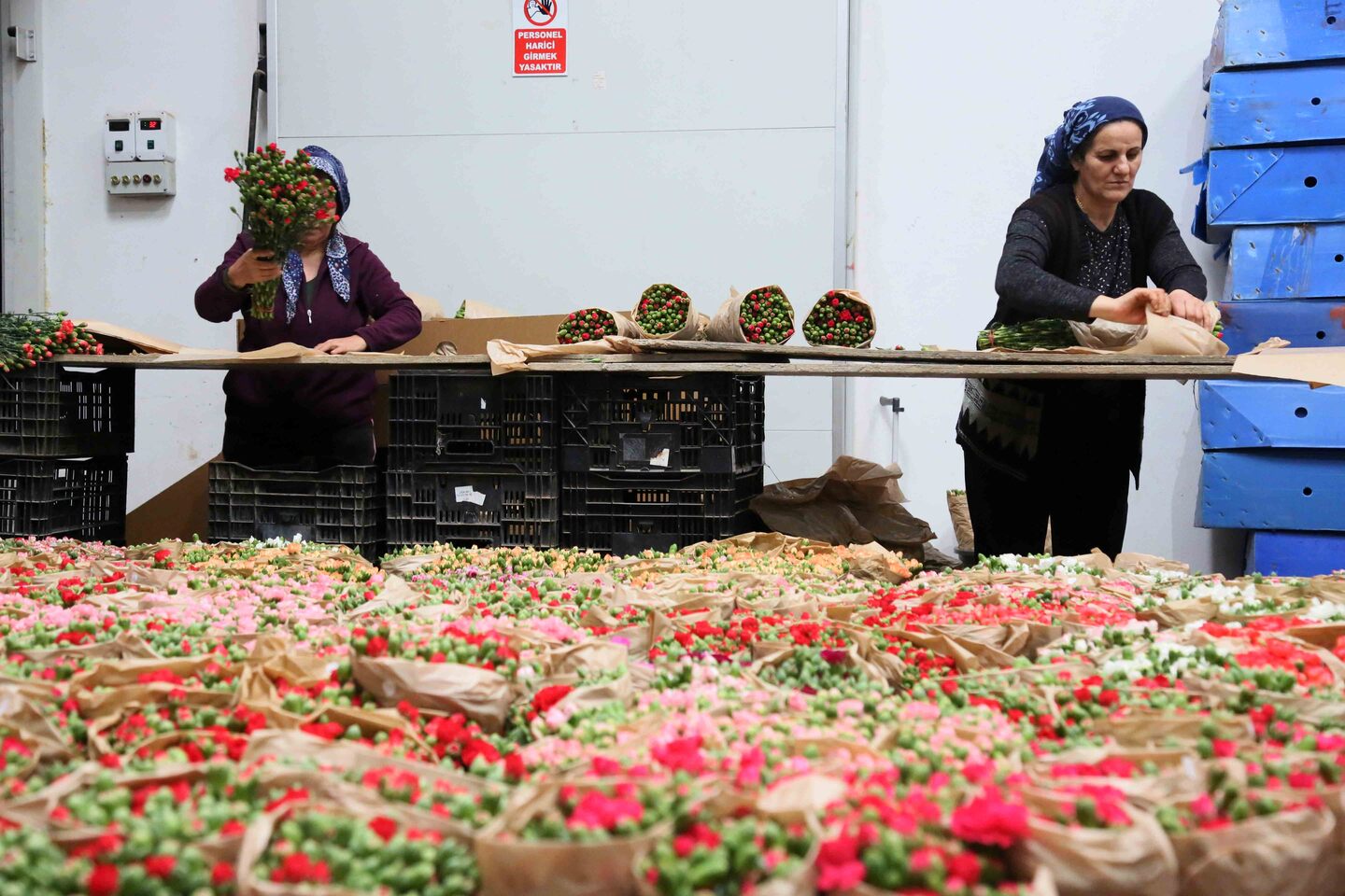 Türk Çiçeğinde 160 Milyon Dolarlık Ihracat Rekoru (4)