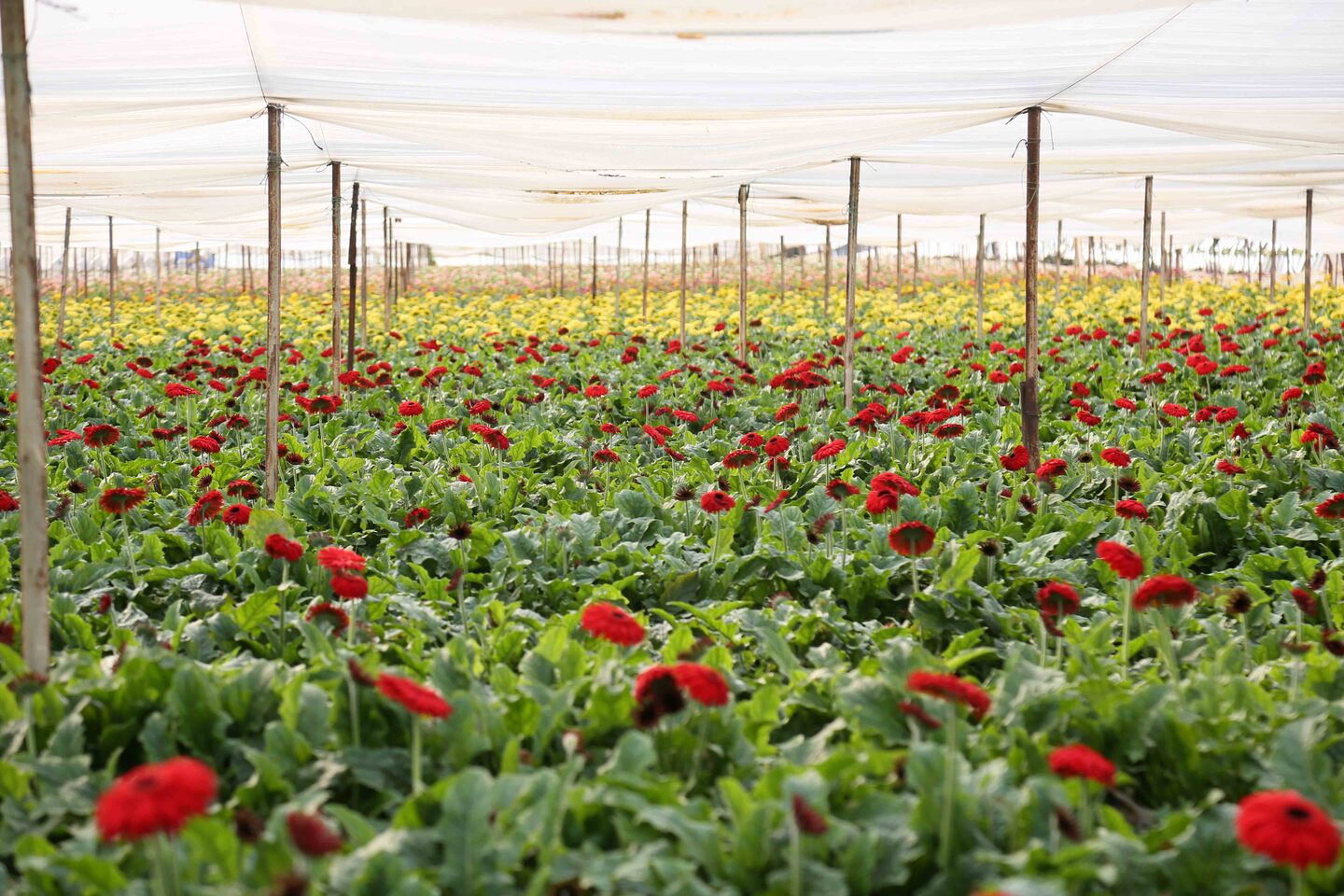 Türk Çiçeğinde 160 Milyon Dolarlık Ihracat Rekoru (6)