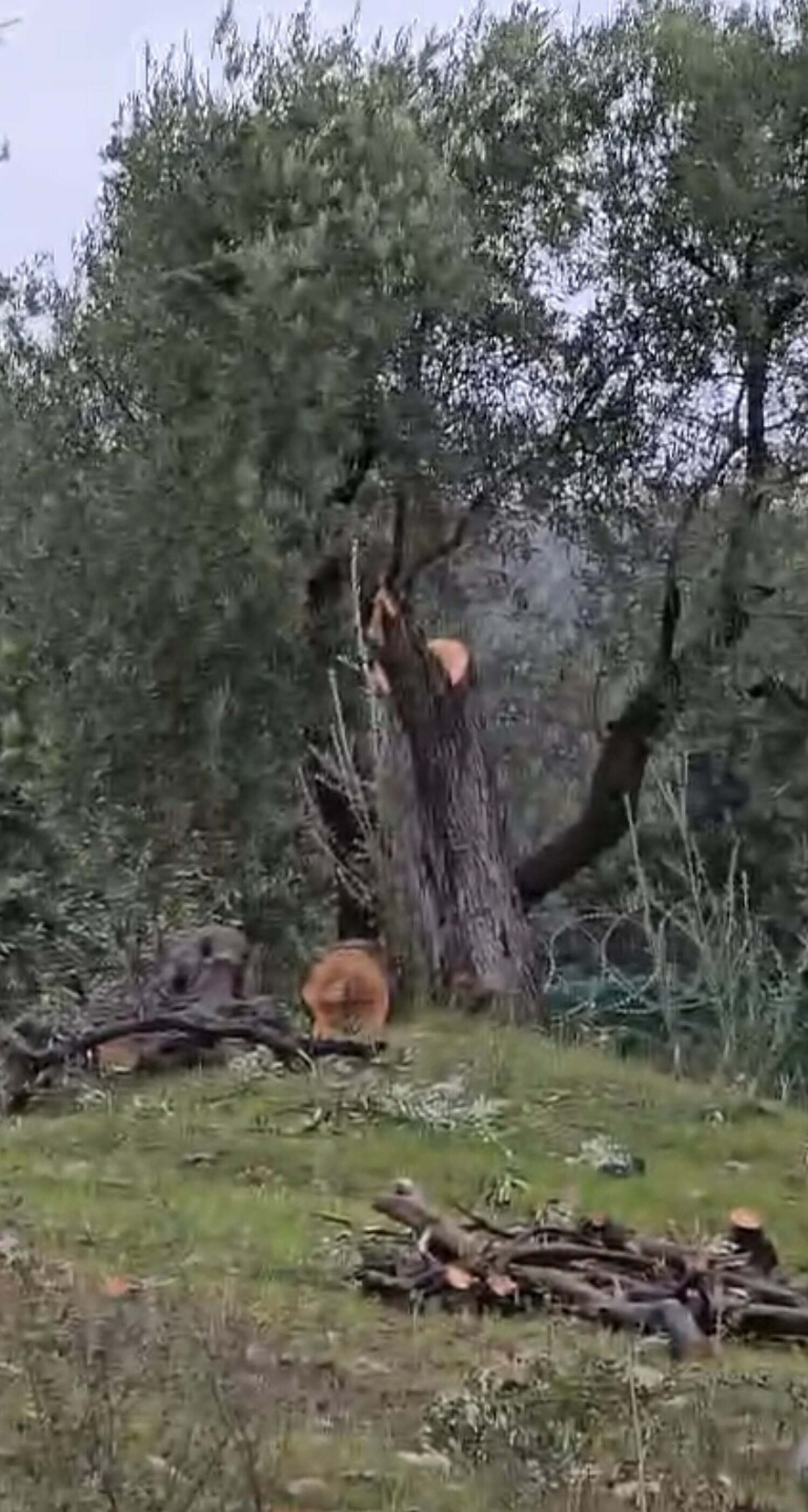 Zeytin Agaclarini Kesen Ve Gorevinden Istifa Eden Chp Il Baskanina Ceza (4)-1