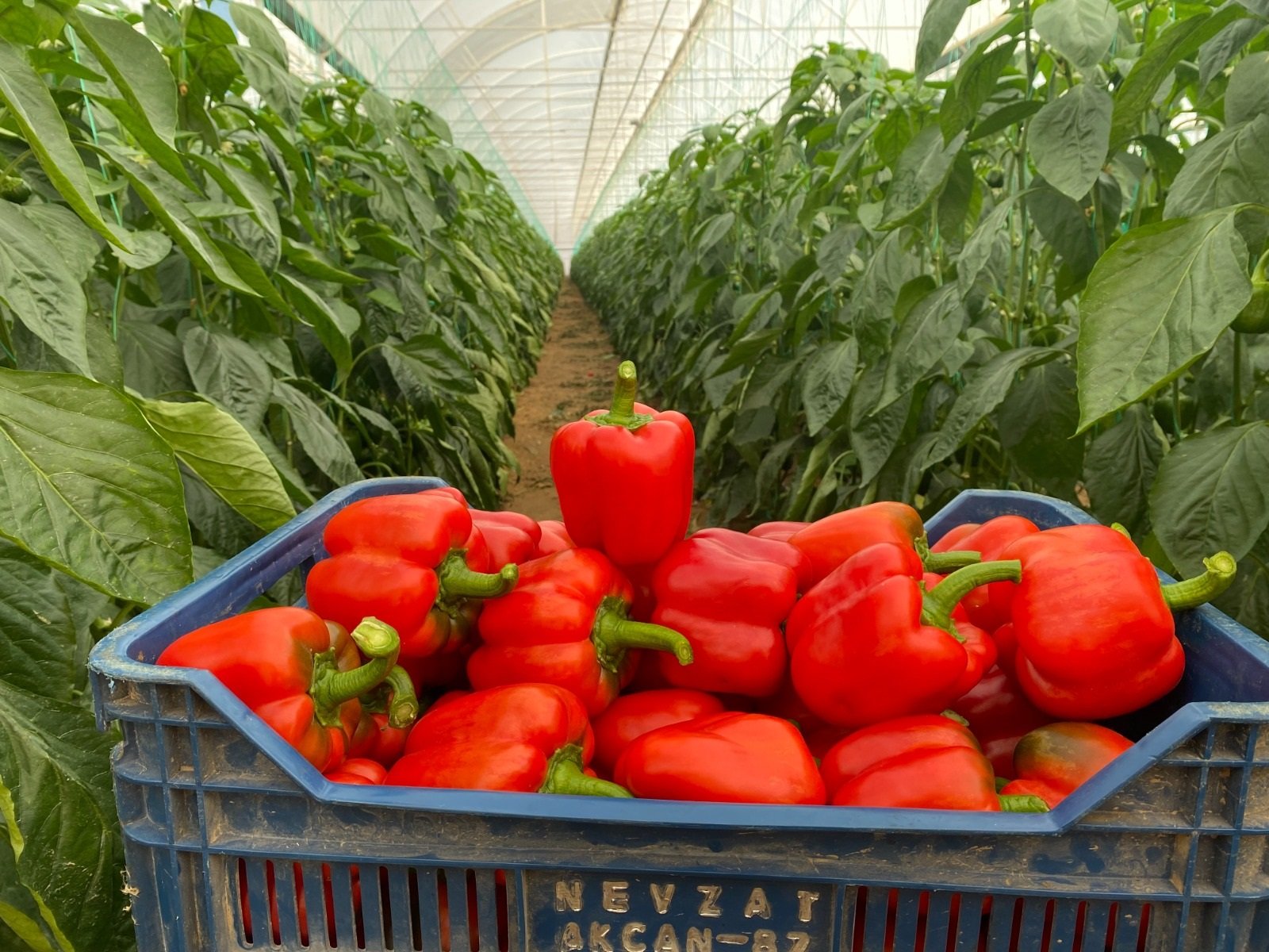 8Efc371D 3E41 463A B526 D93D0Ee056B2