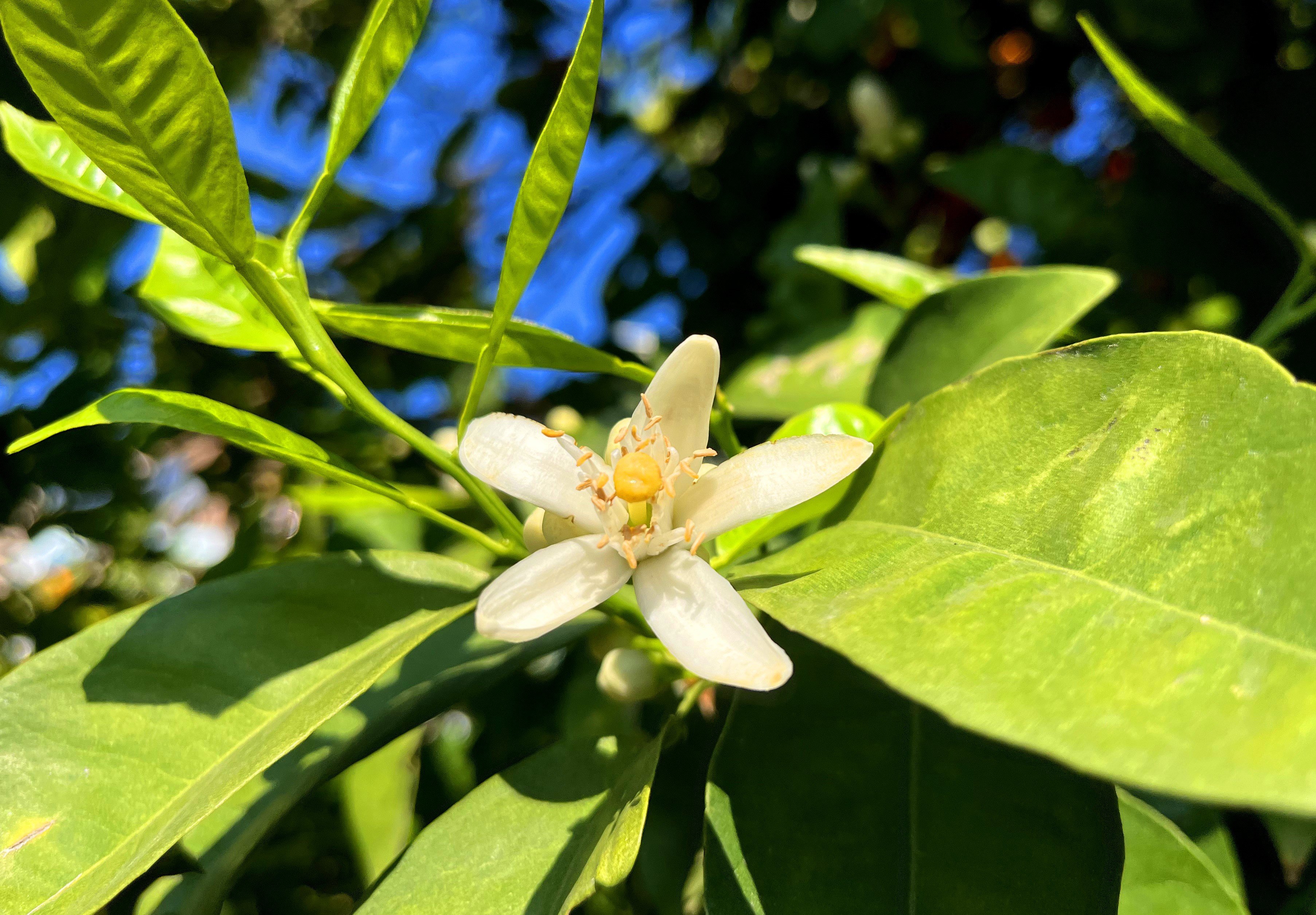 Portakal çiçeği kokusu kenti sardı