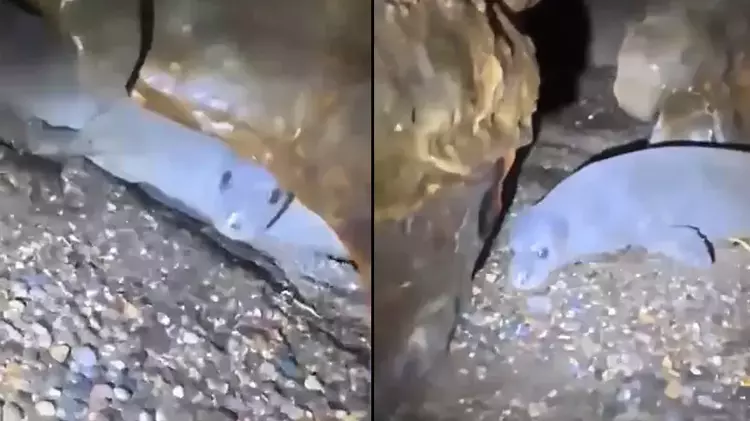 Akdeniz Fokları Için Imza Kampanyası Başladı Turistik Ziyaretler Tehlike Yaratıyor (1)