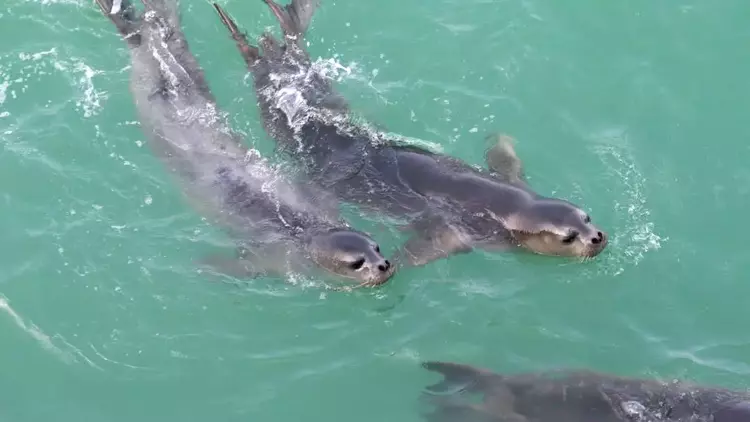 Akdeniz Fokları Için Imza Kampanyası Başladı Turistik Ziyaretler Tehlike Yaratıyor (2)