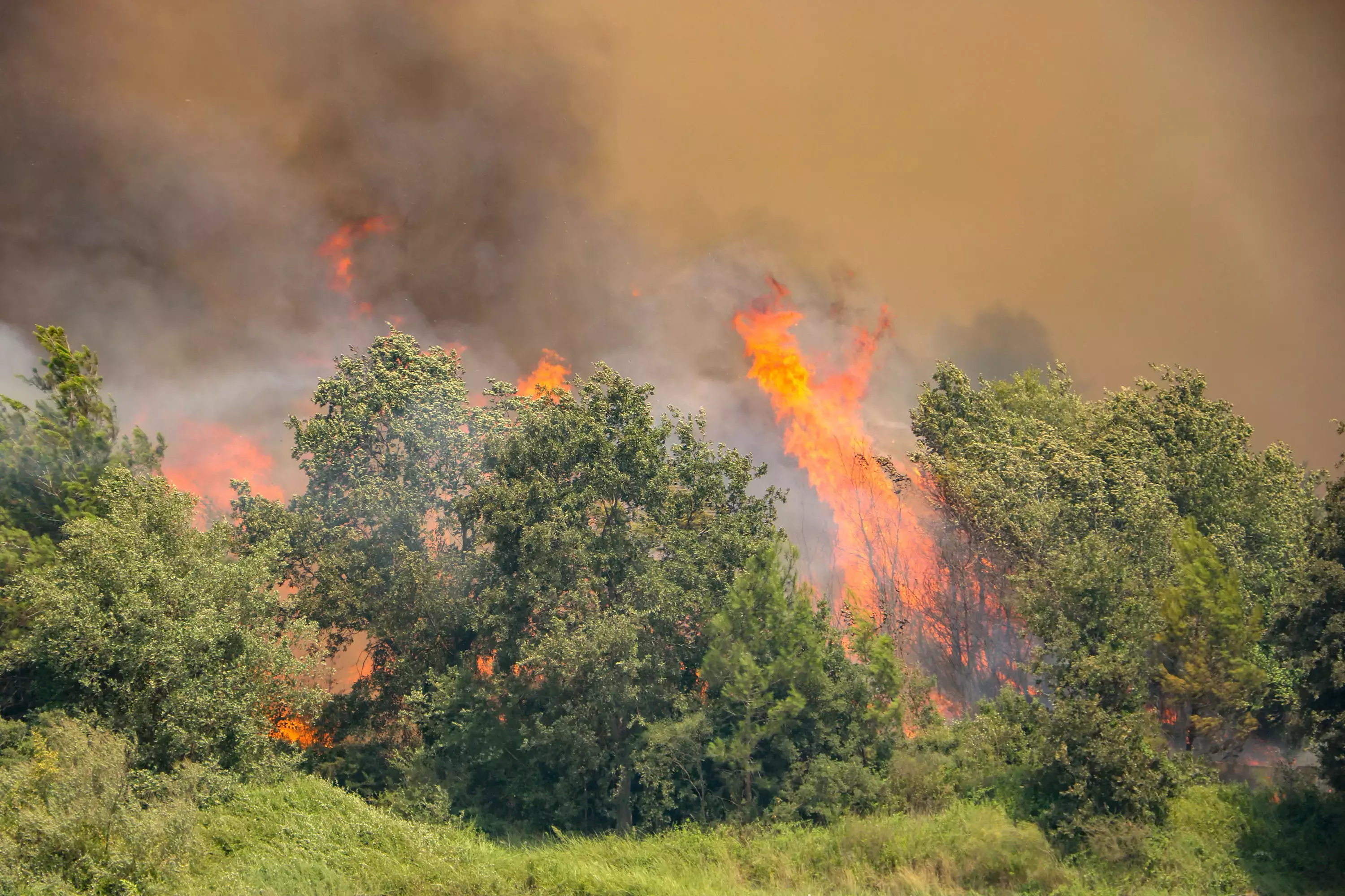 Alanya’da Orman Yangınları Öncesi Yol Ihalesi (1)