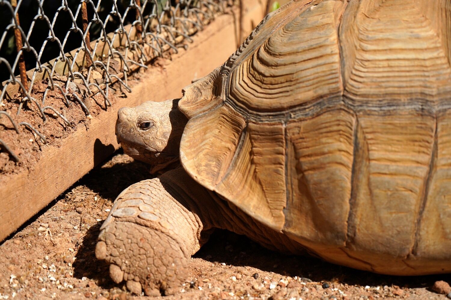Antalya Dogal Yasam Parkindan Arkadas Cagrisi (1)